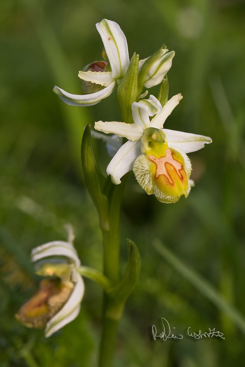 Ophrys sphegodes Apochromatic??...