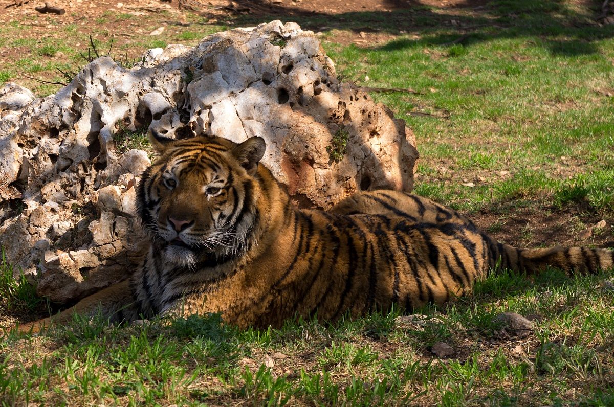 Tiger...