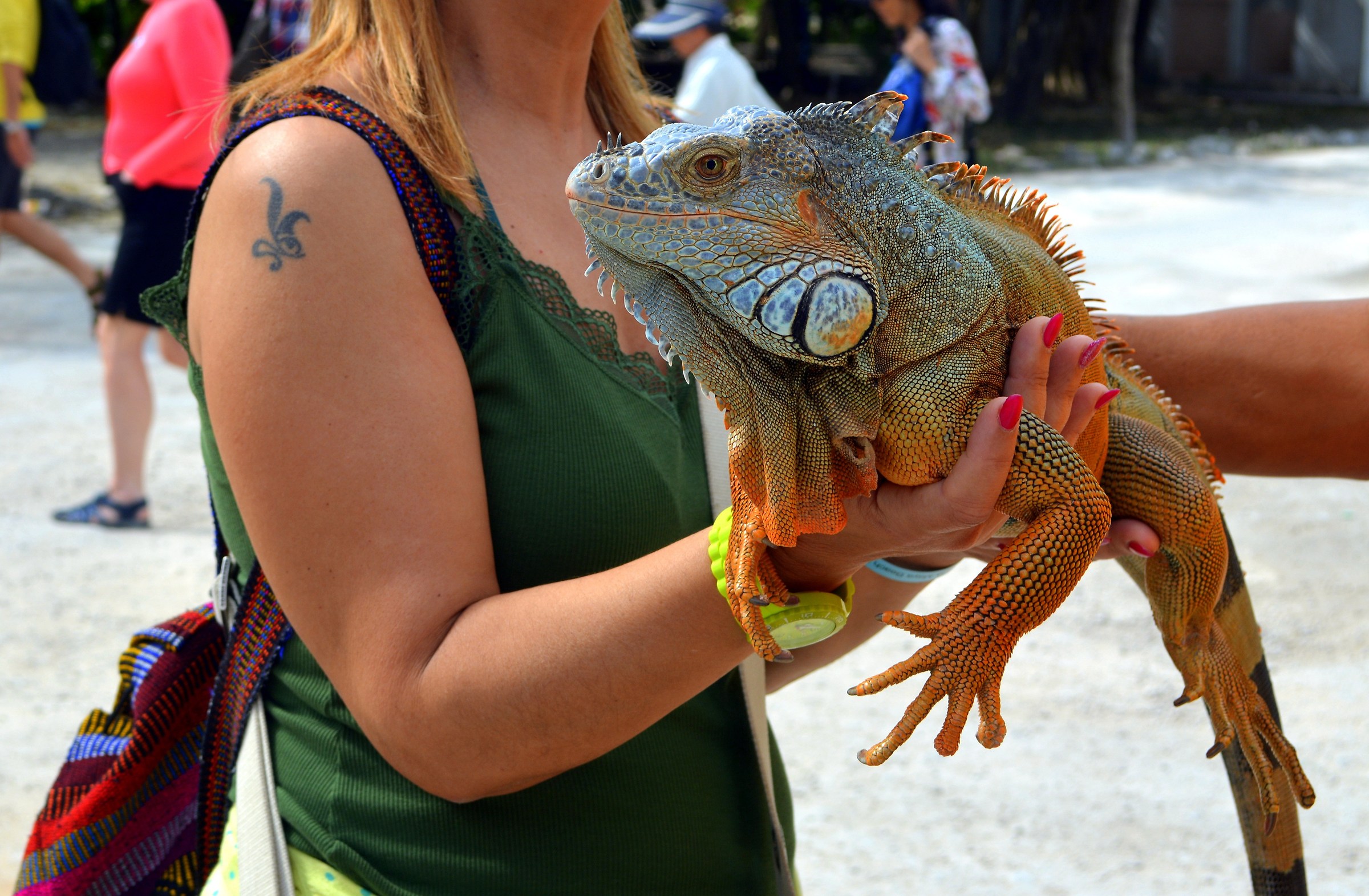 Iguana...