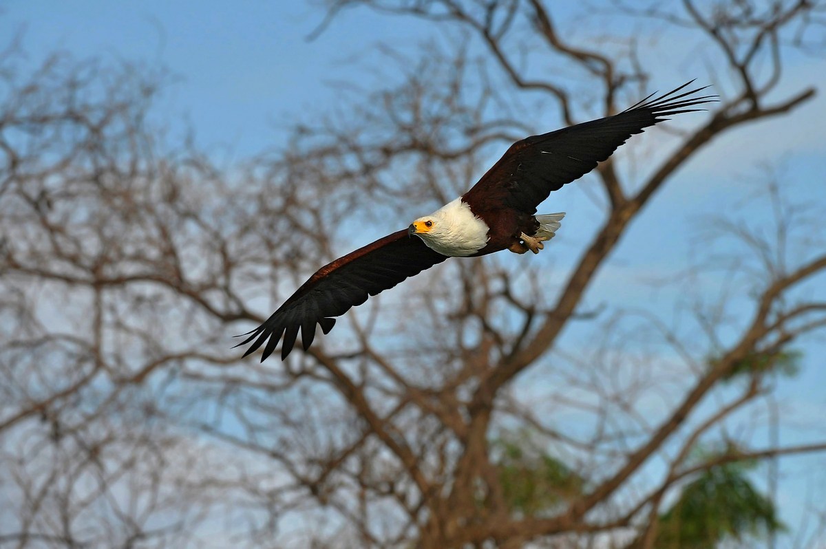 African fish eagle on flight...