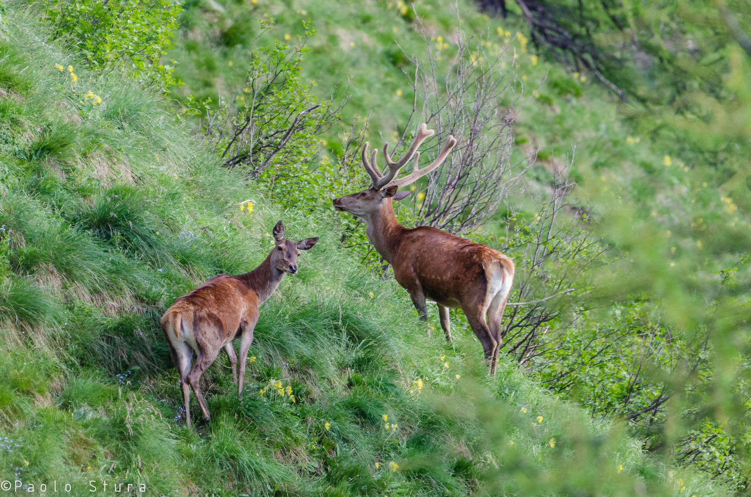 Deer...
