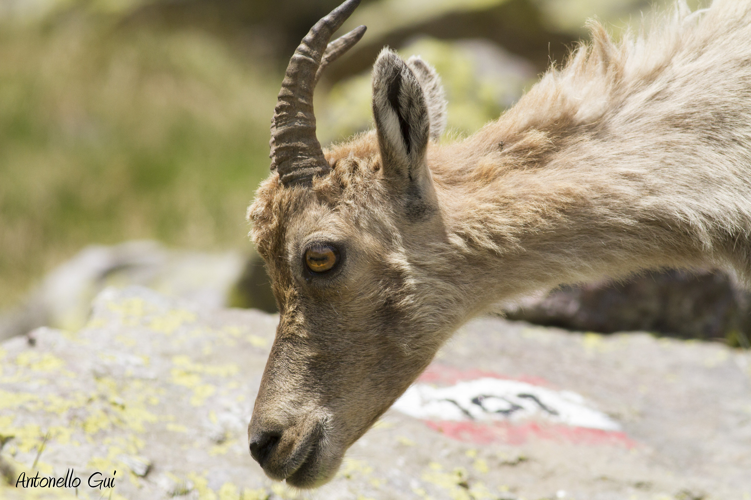 Young ibex orobico...