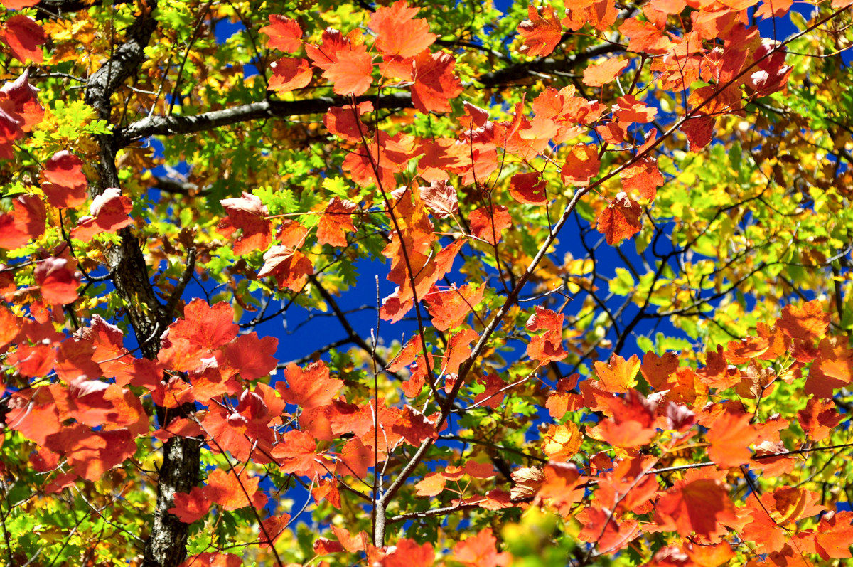 Autumn in the forest of Mendatica (Imperia)....