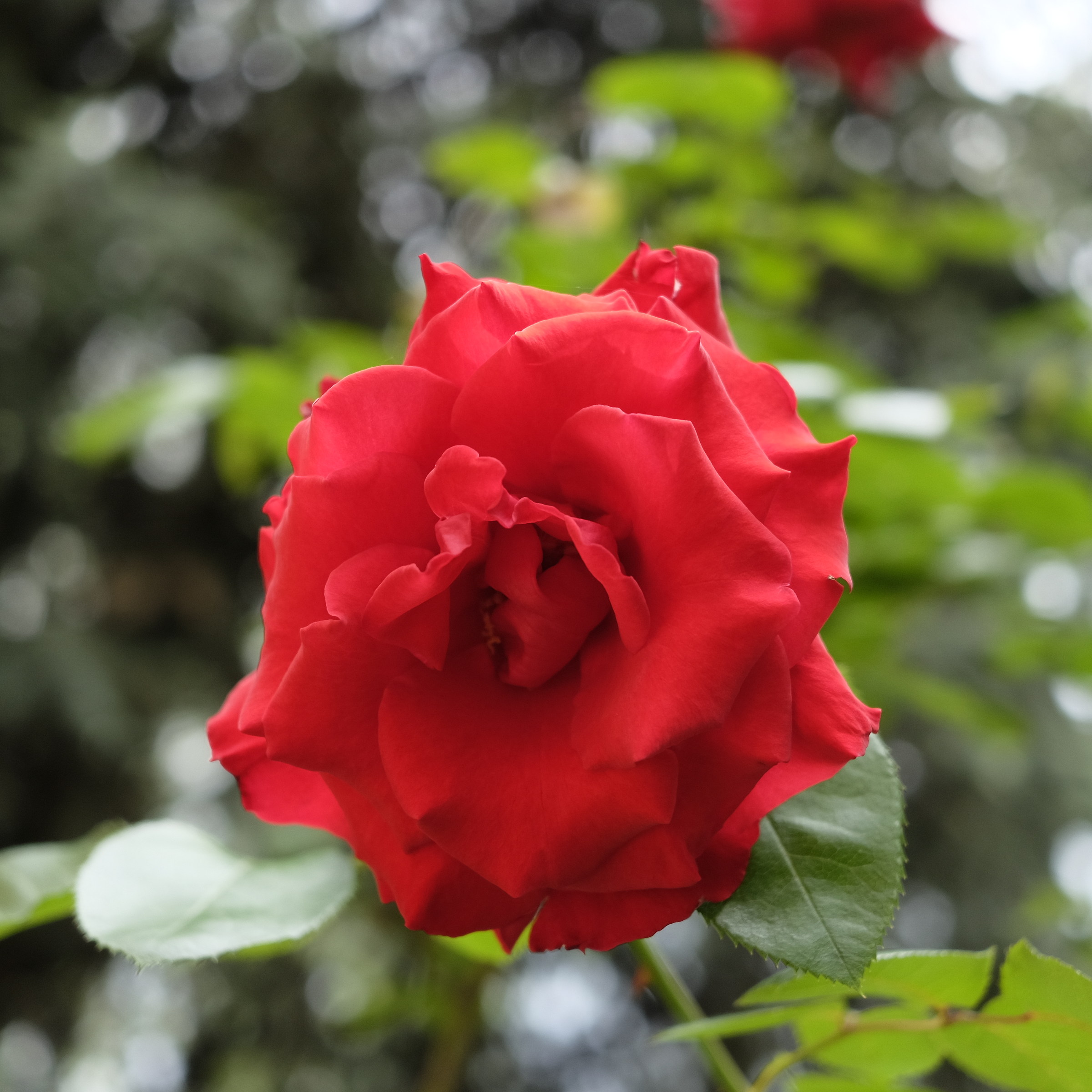 Rosa rossa...