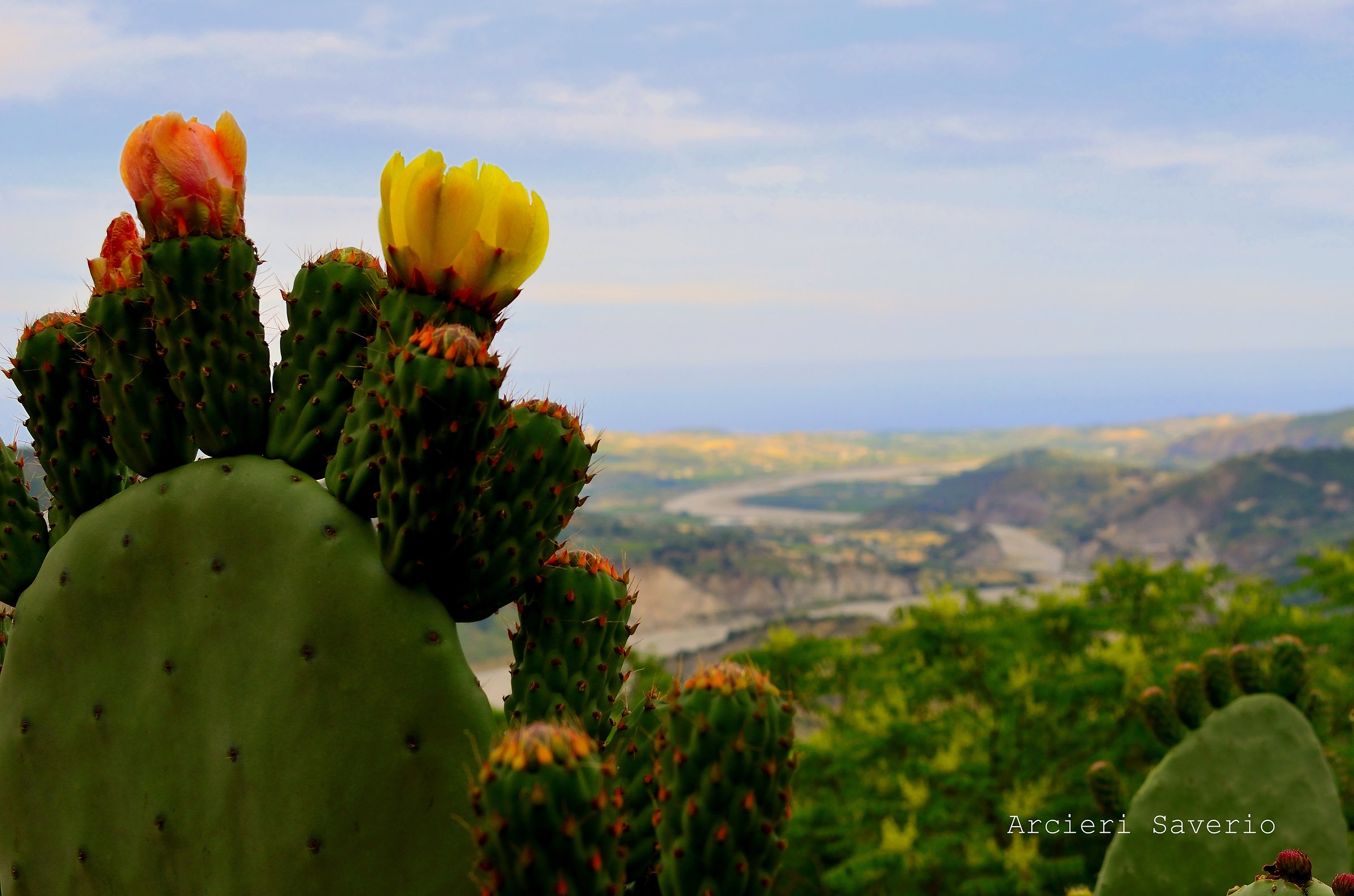 Prickly pear...