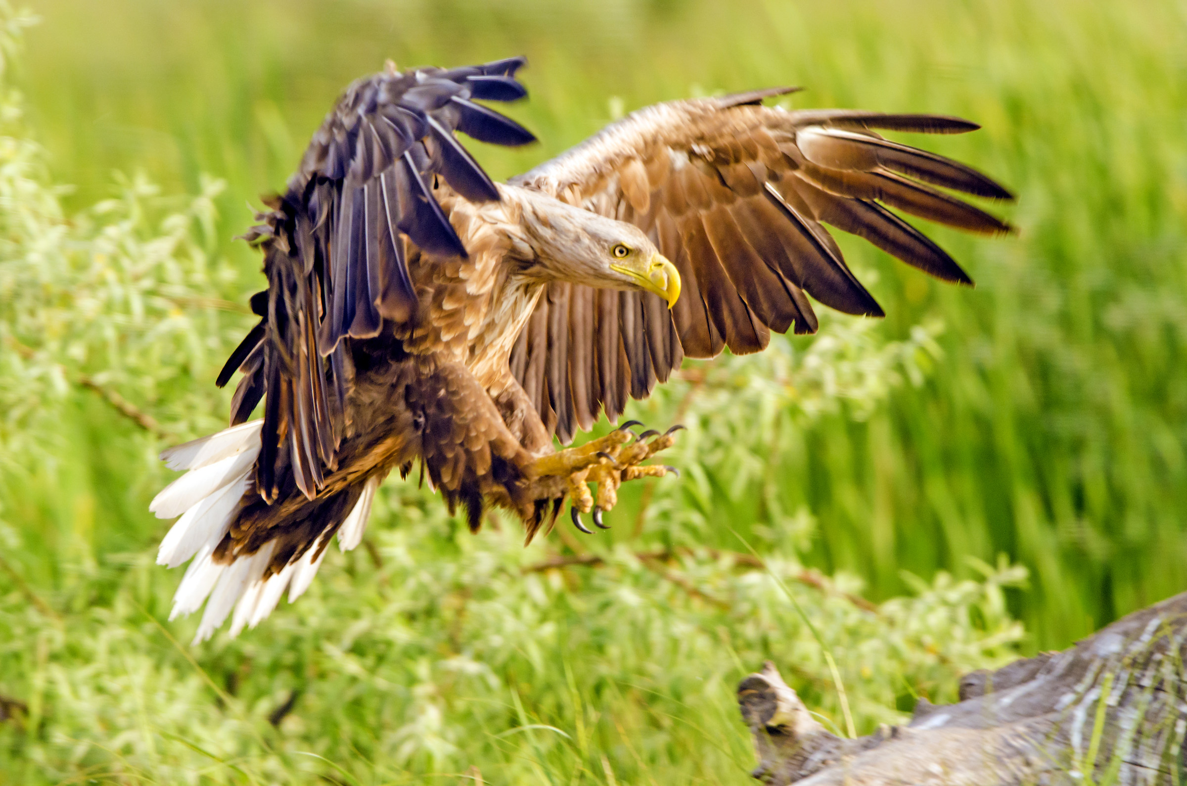 The sea eagle...