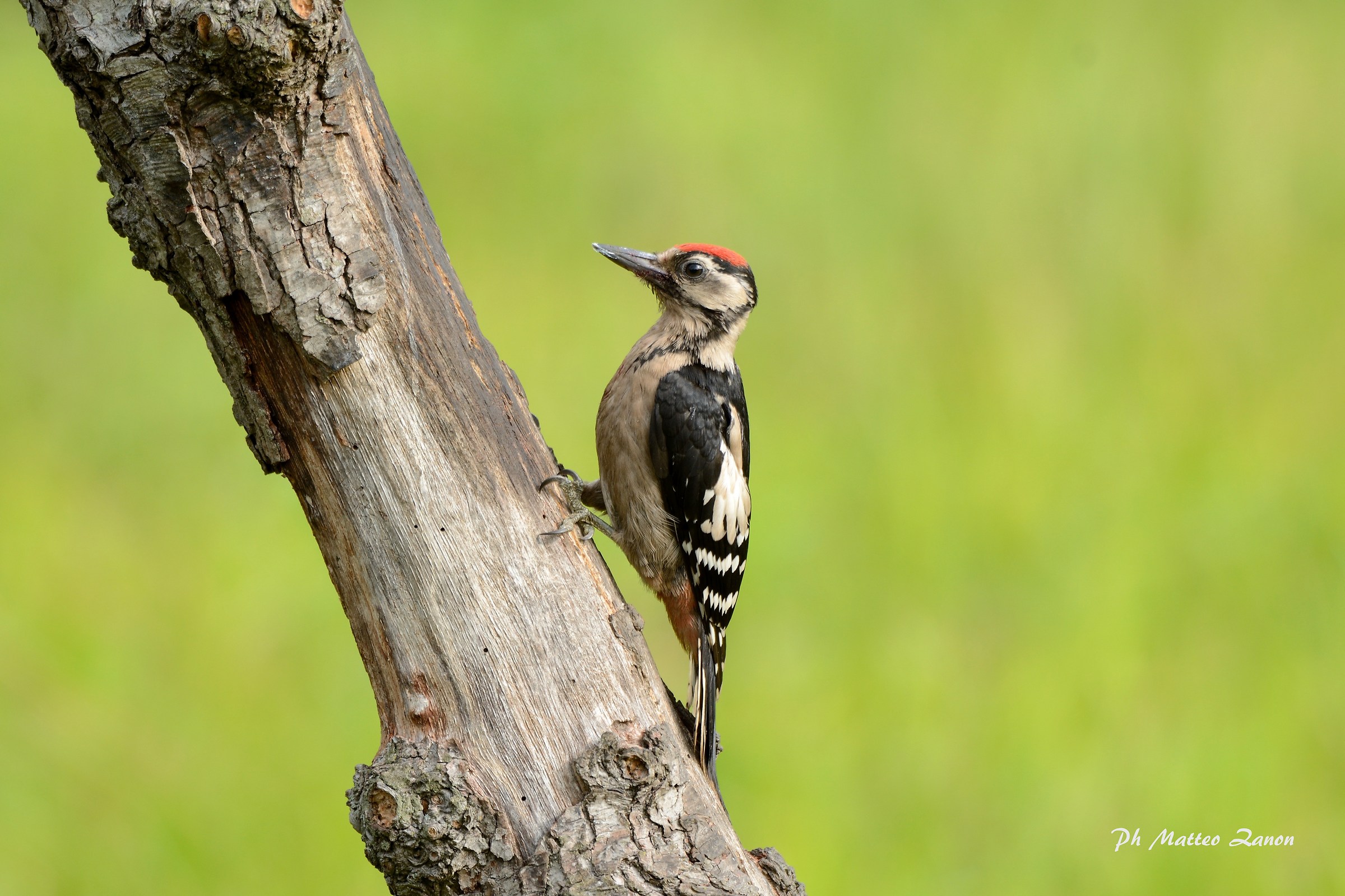 Woodpecker young...
