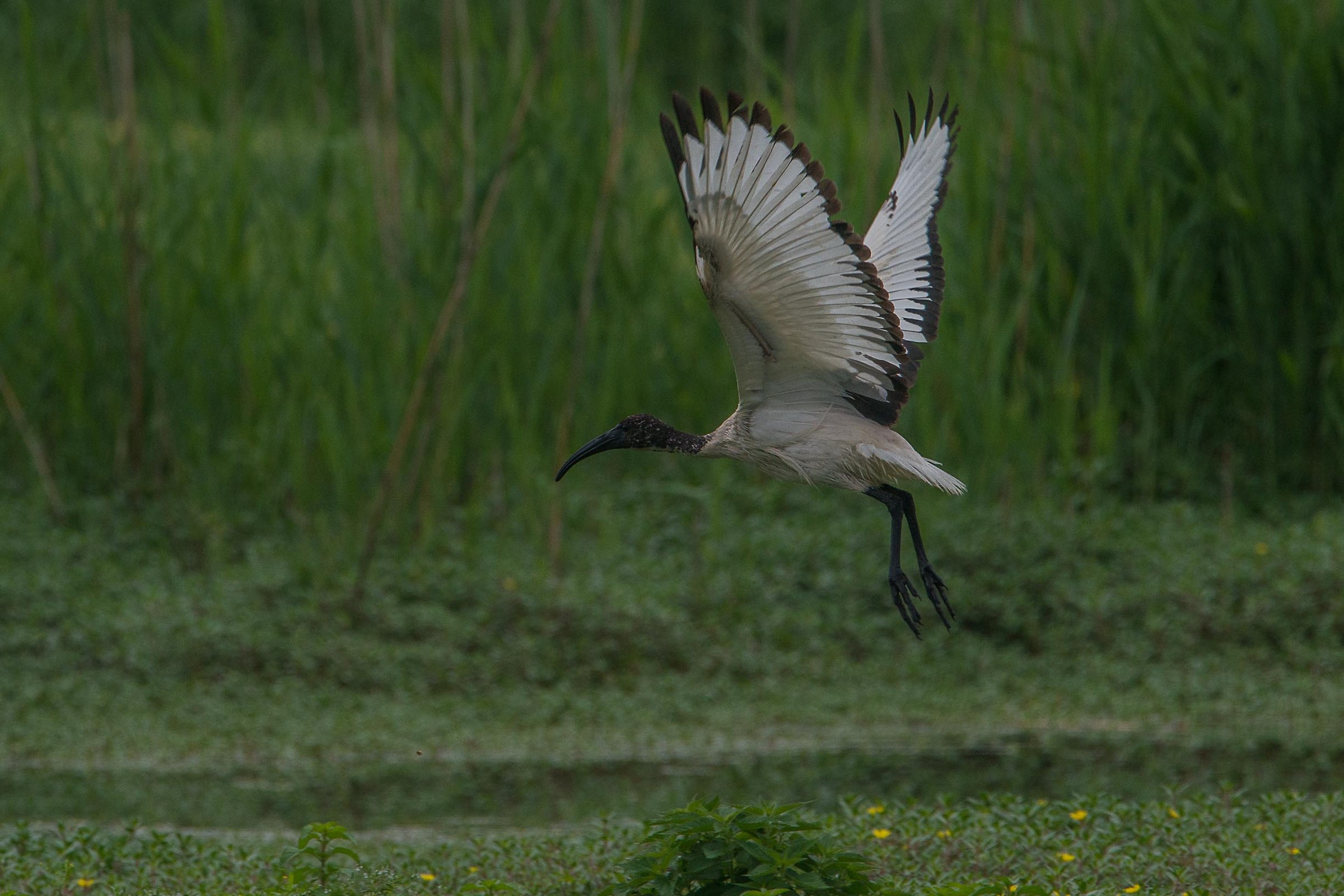 Sacred Ibis...