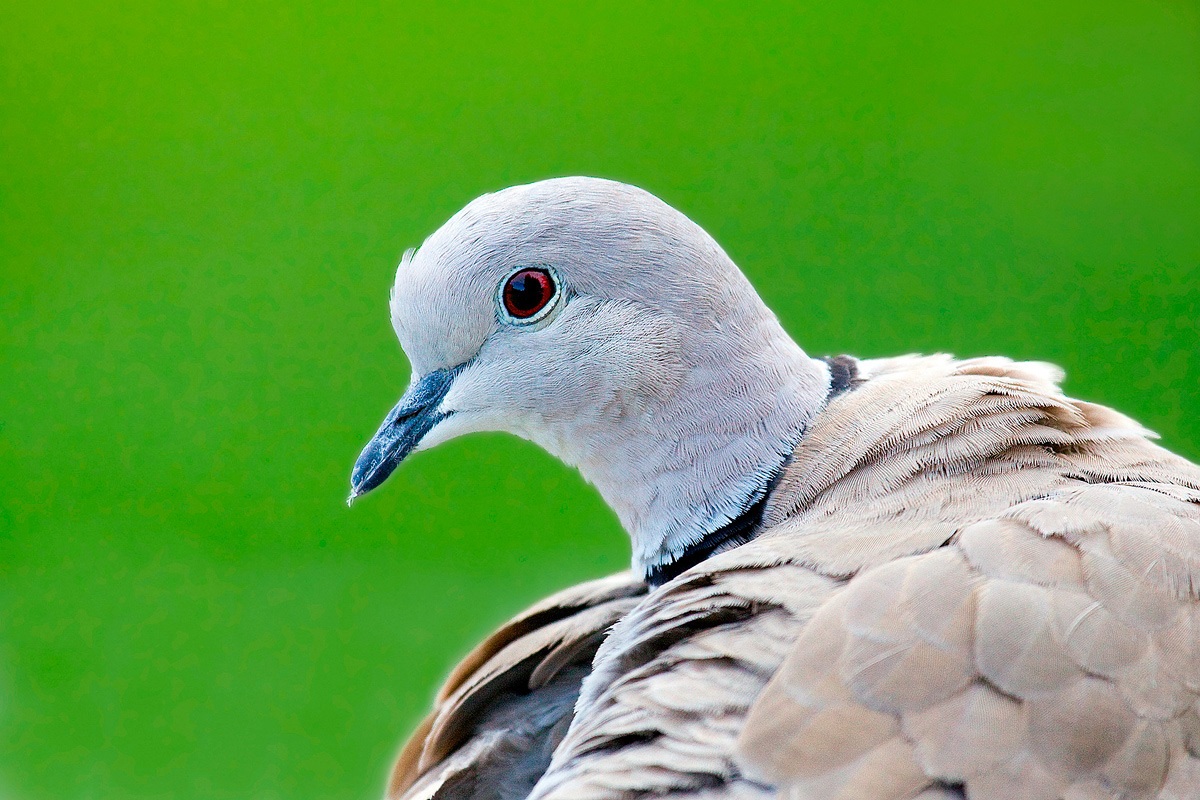 collared doves...