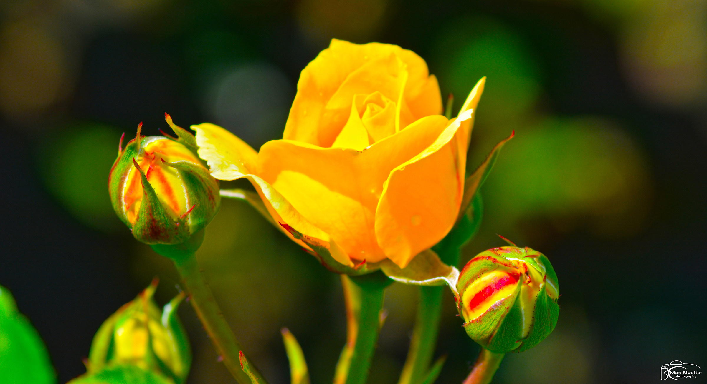 Rosa...