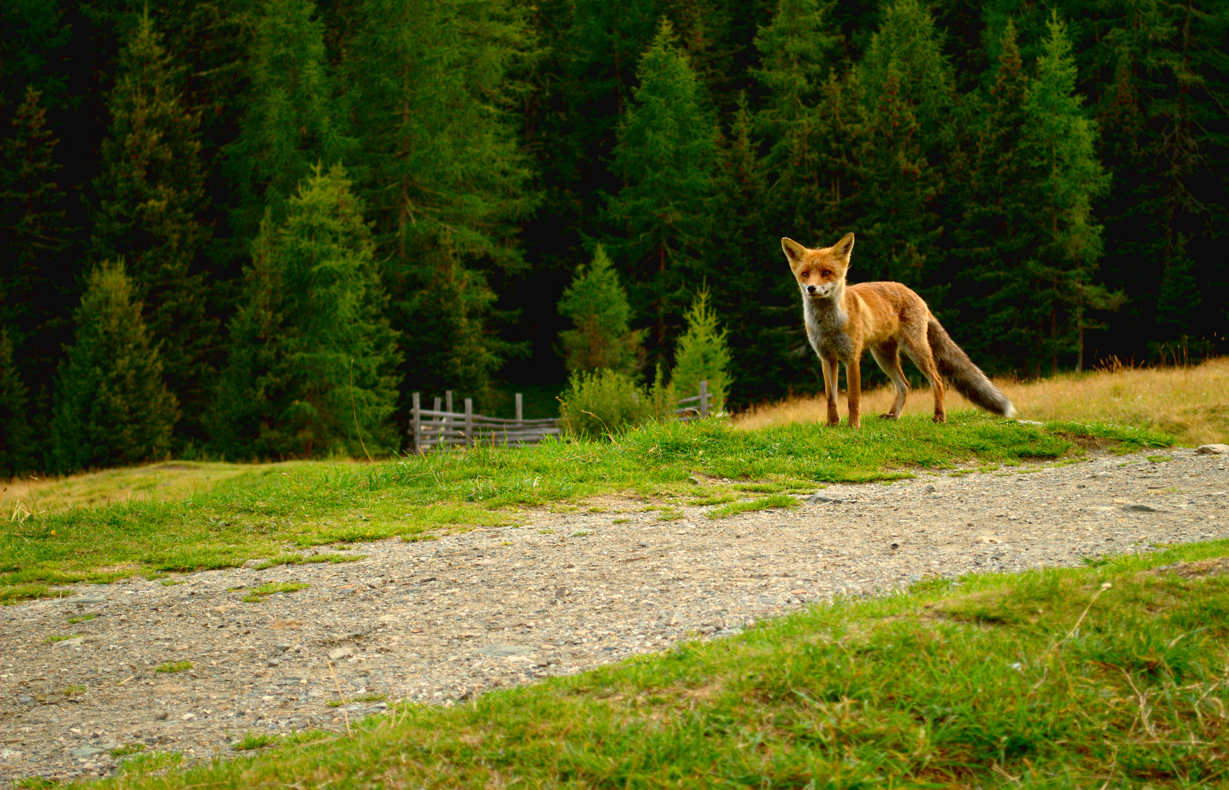 Fox solitary...