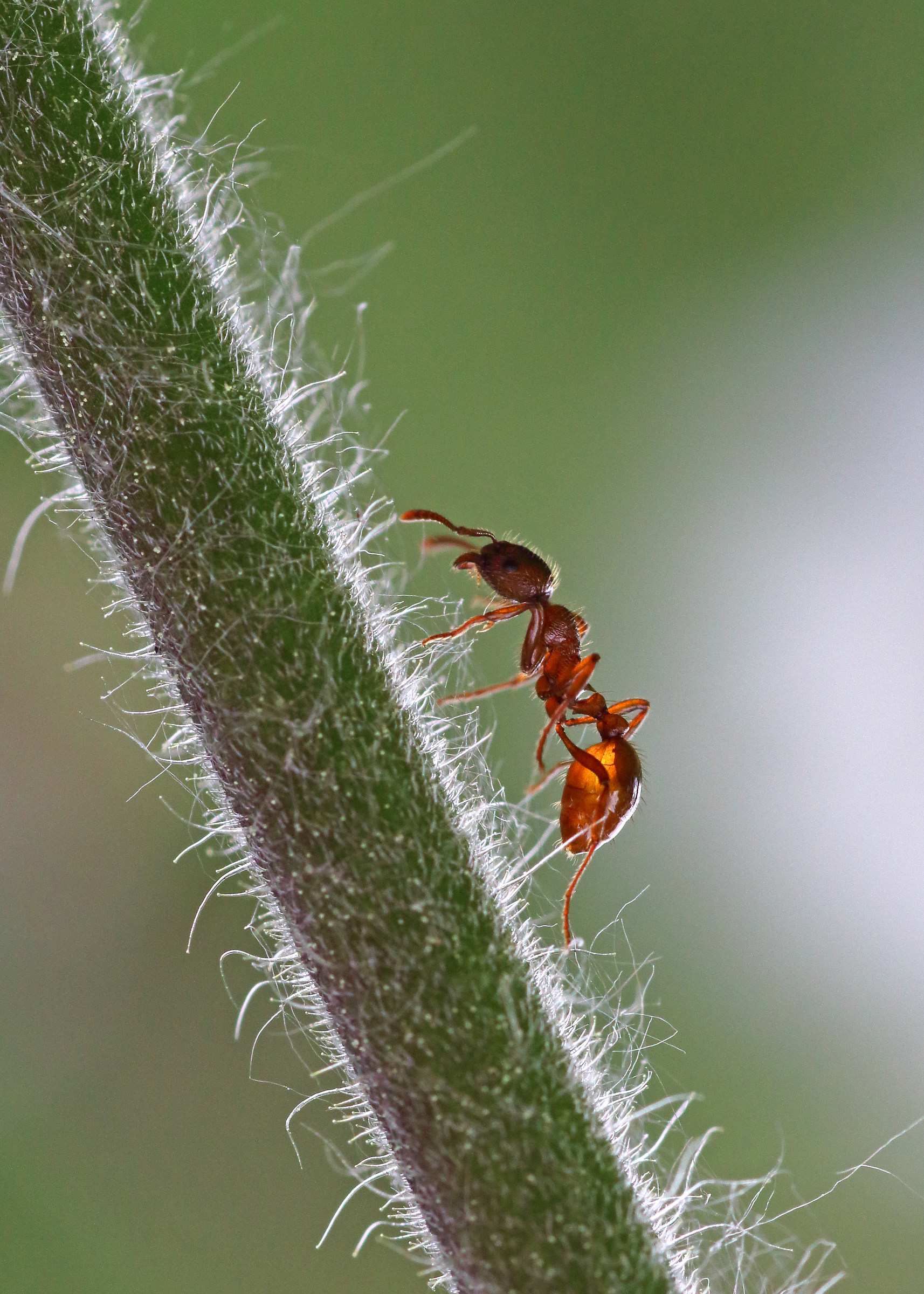 Red Ant Myrmica rubra...