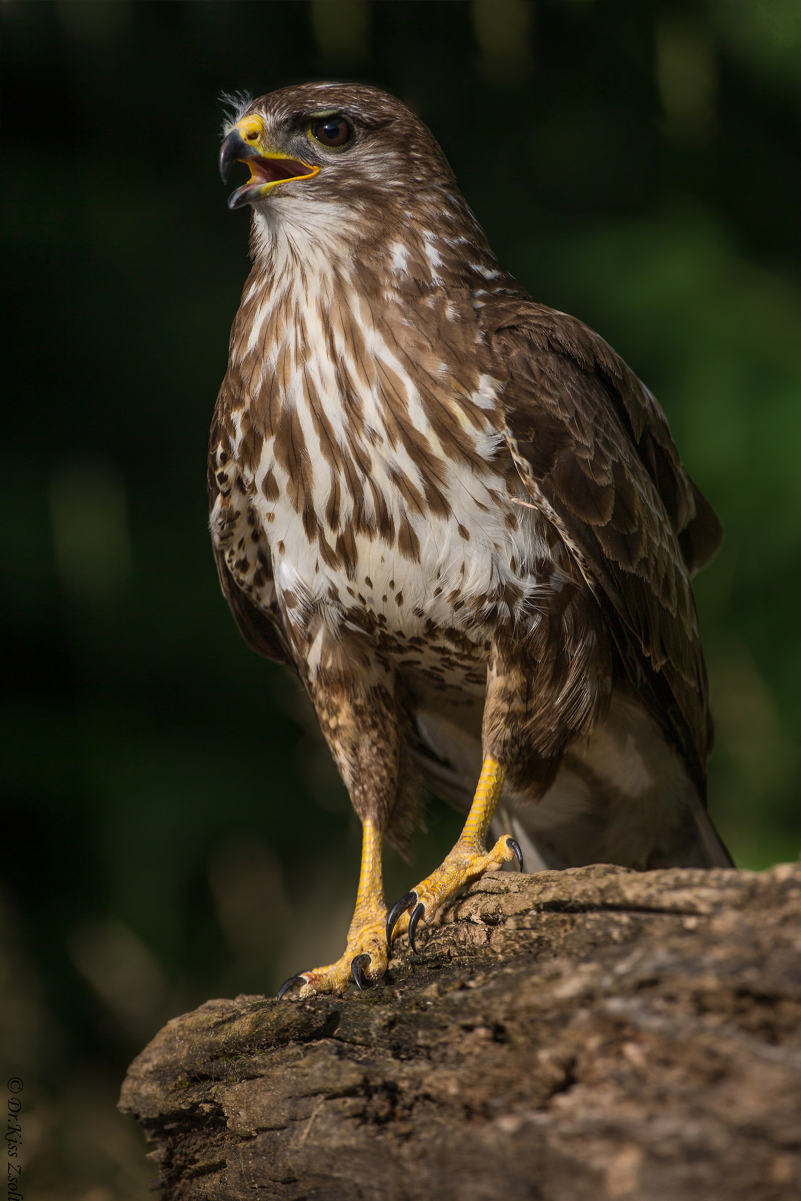 Buzzard...