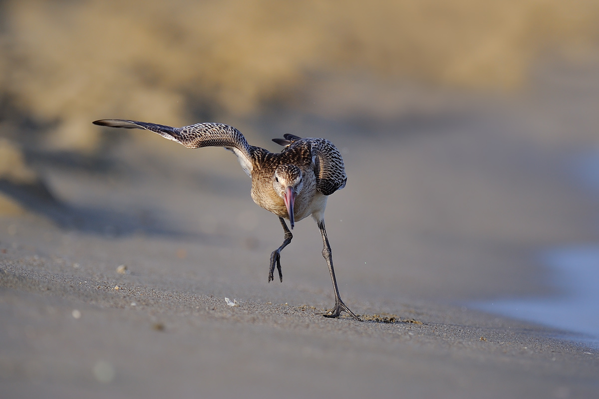 Skating on sand - Bar-tailed Godwit...
