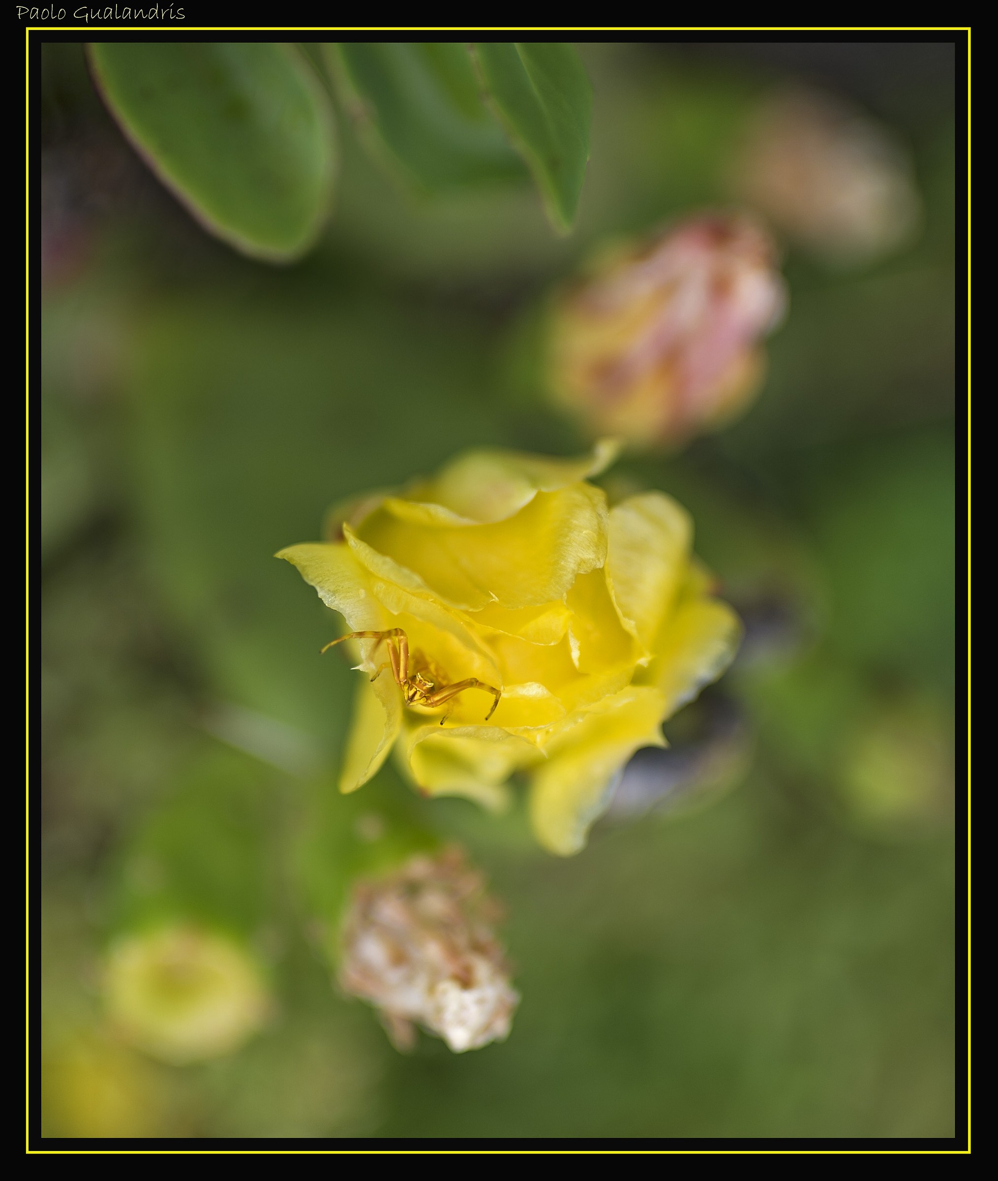 A Yellow Tenant...