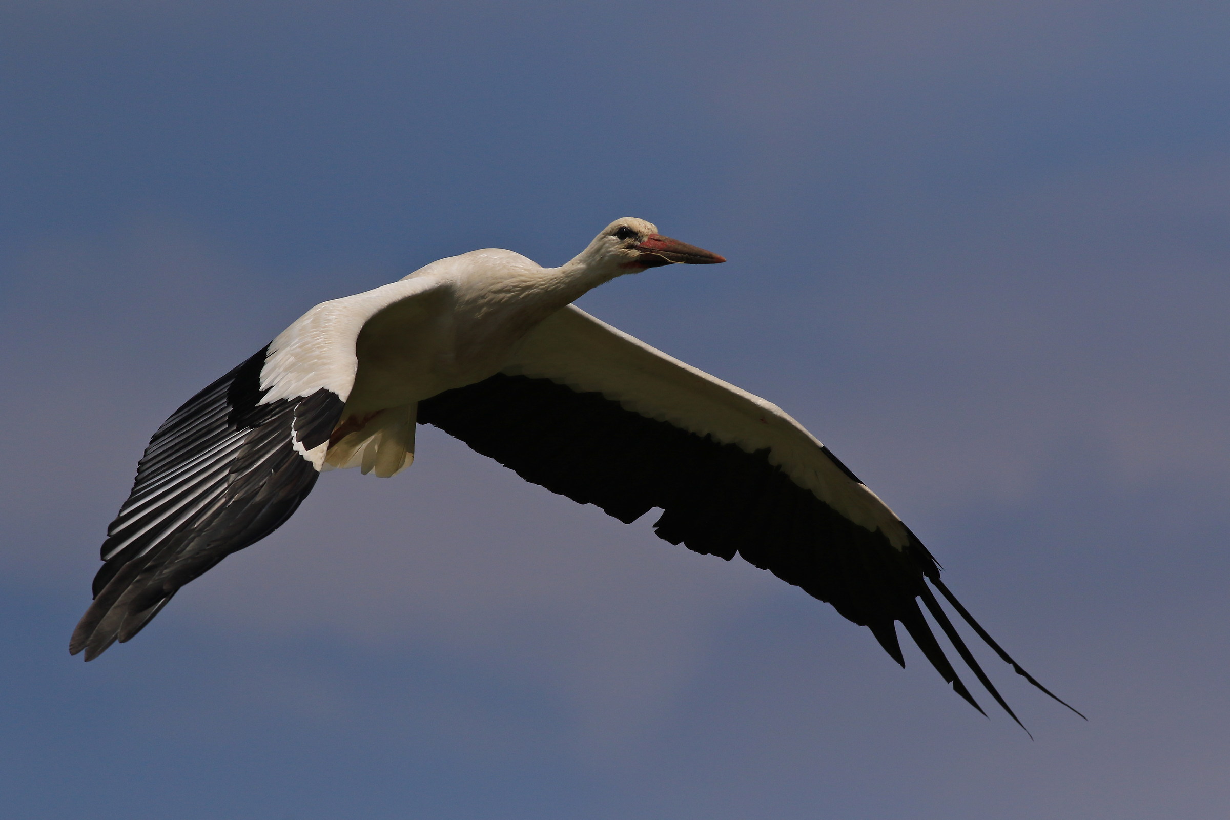 Flying Stork racconigi...
