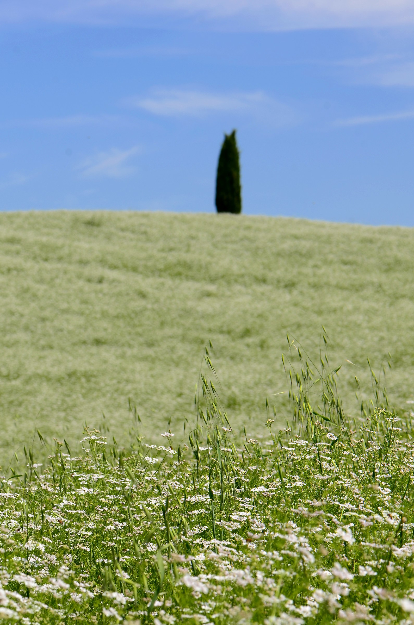 Tuscany flowery...