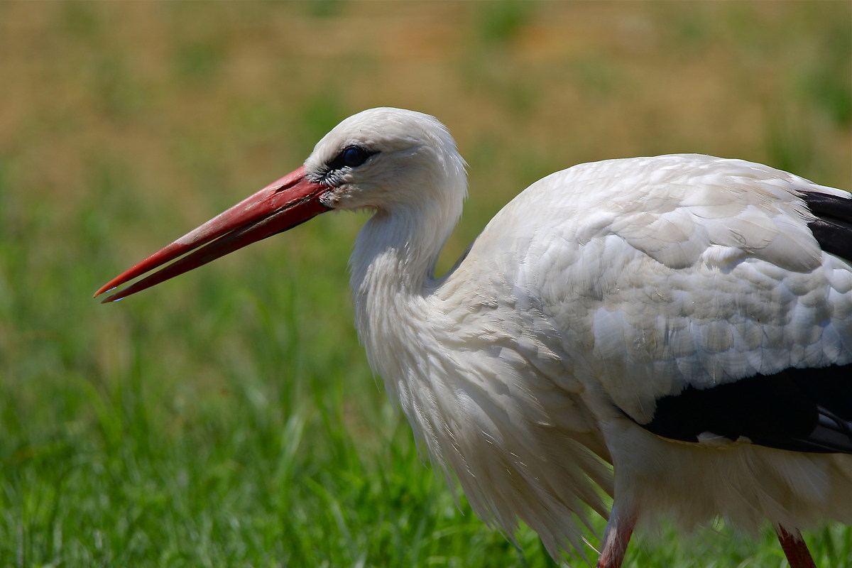 a small portrait of stork racconigi...