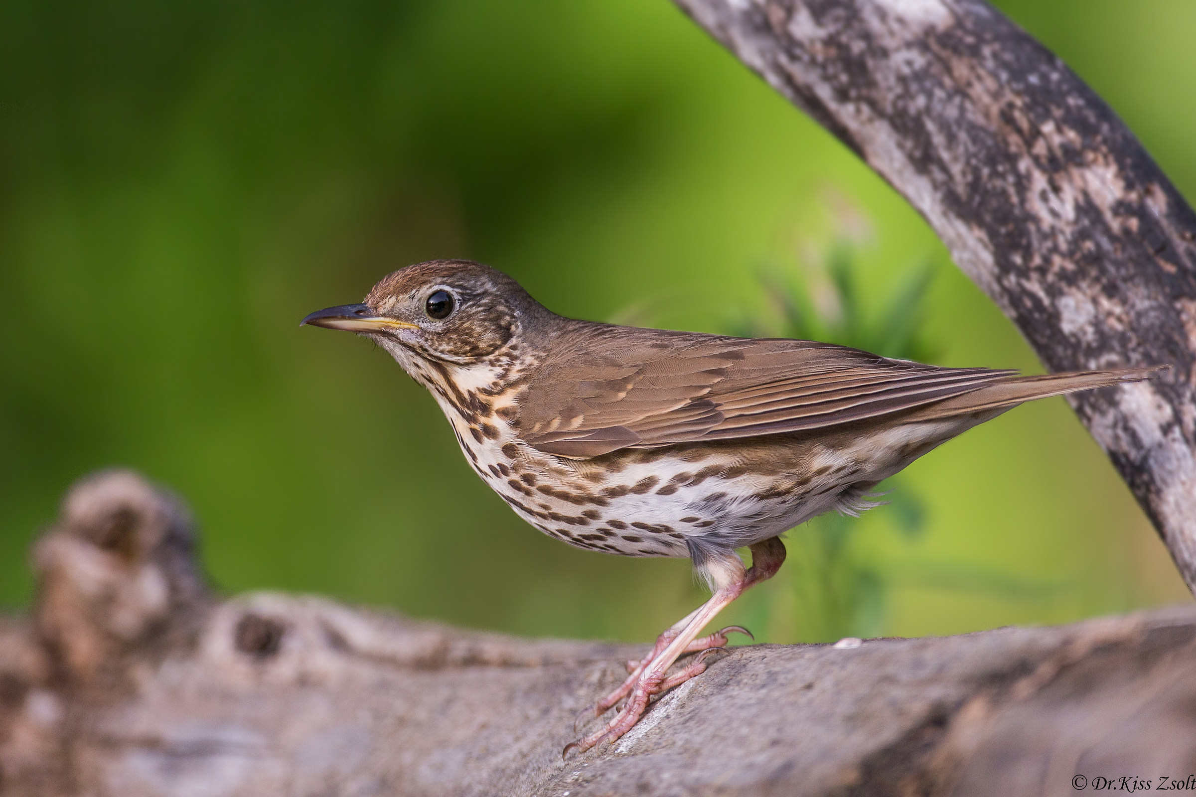 Song thrush...