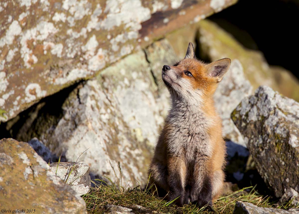 Looking to the Gods  Fox Cub...