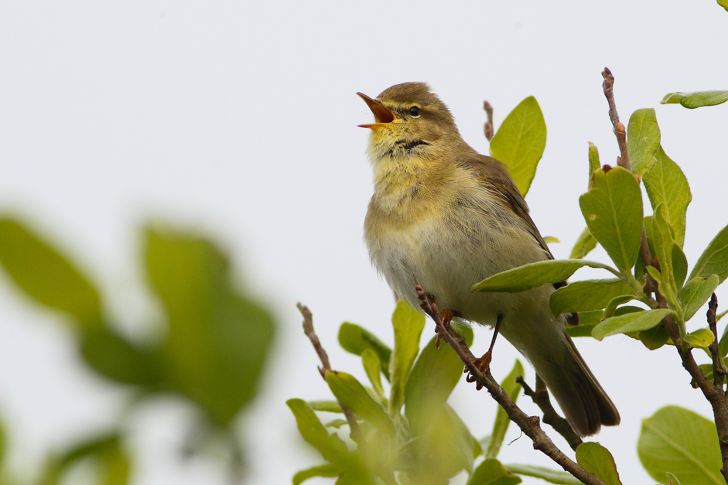 Willow Warbler...