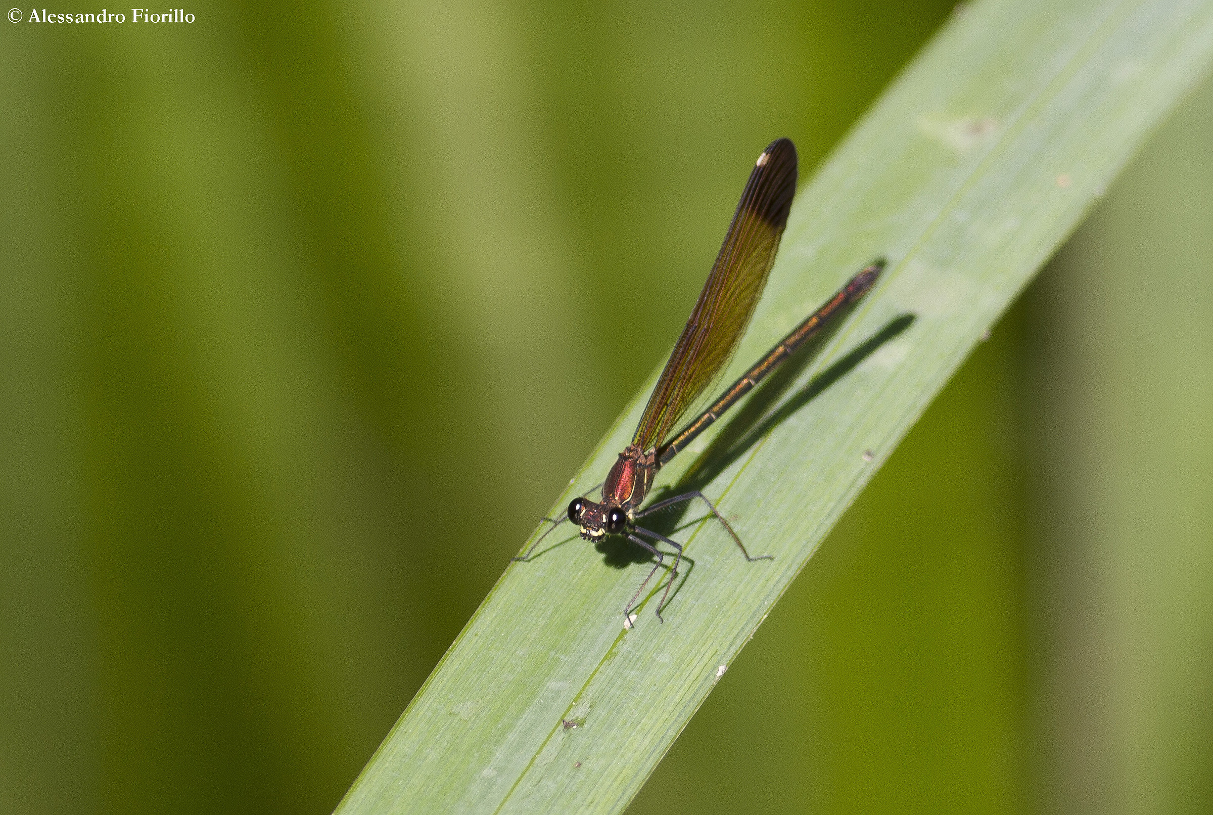 Calopteryx haemorrhoidalis...