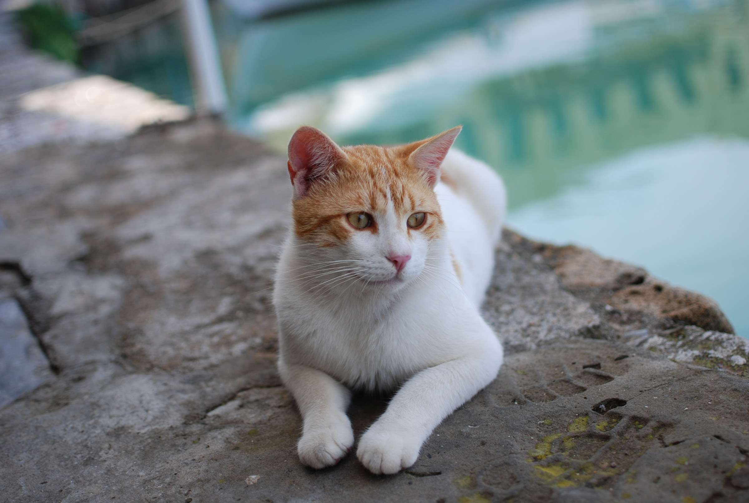 Pacchia di un gatto a Rethimno, Creta...