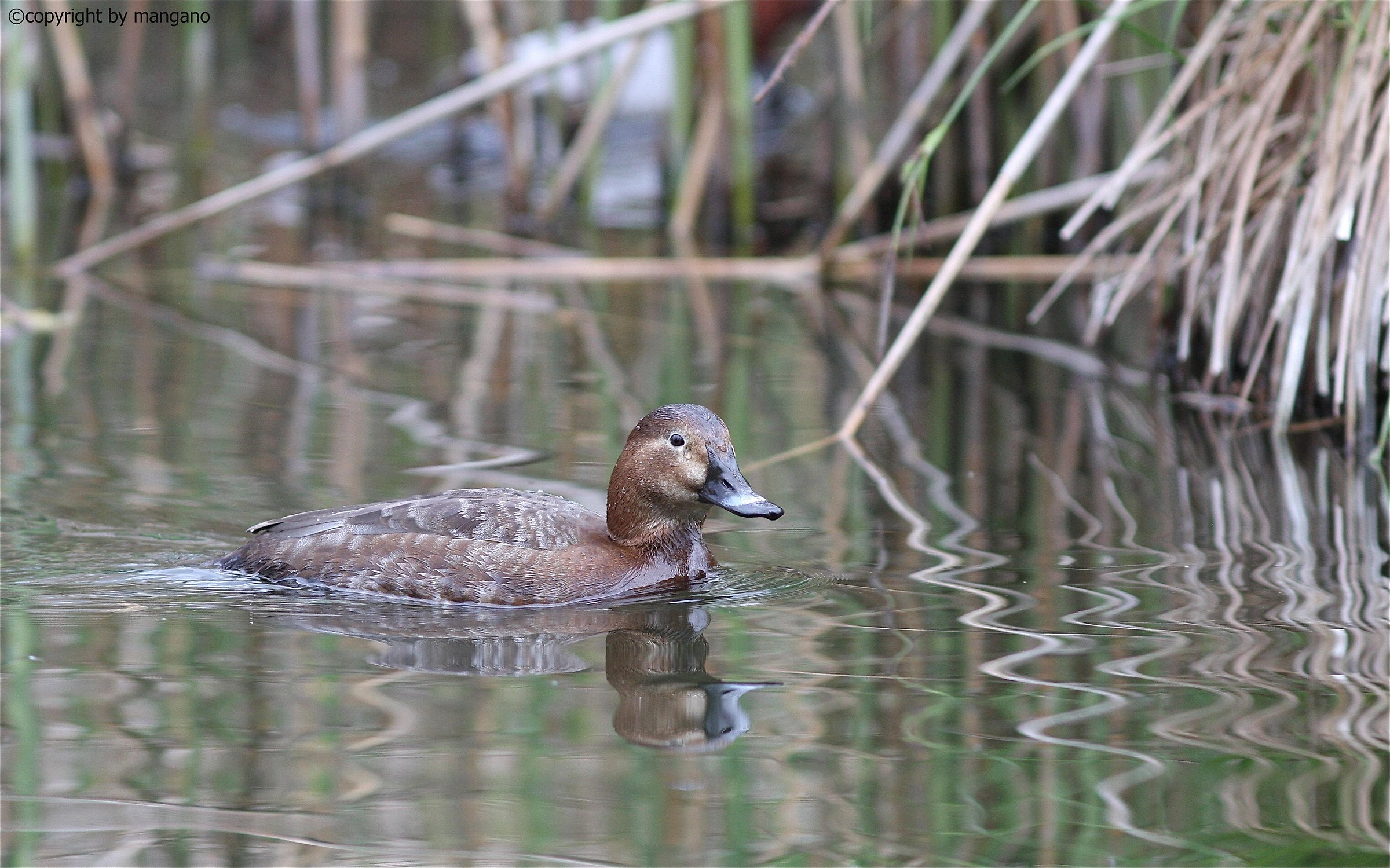 Pochard female...