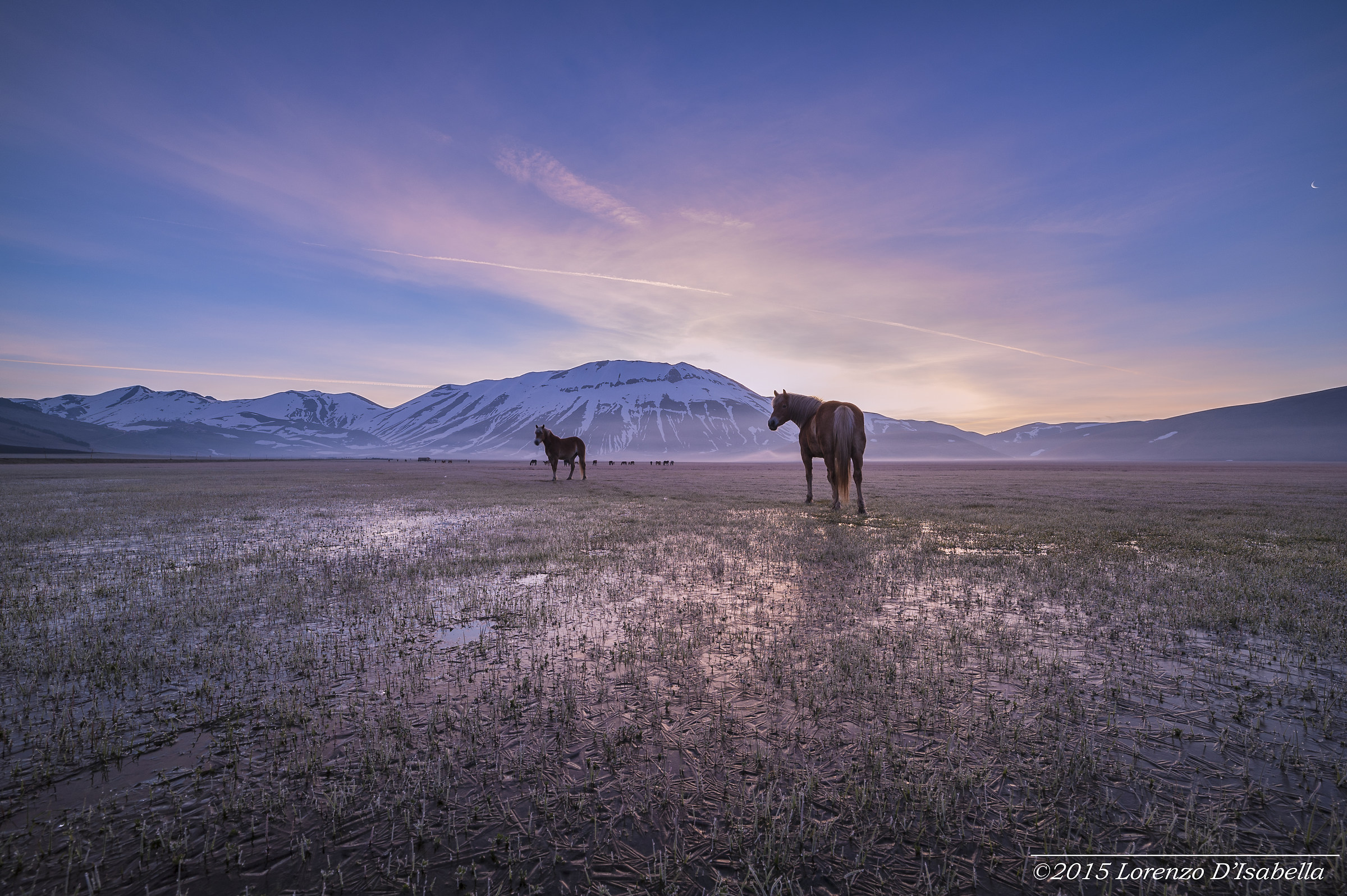 Horse's Sunrise...