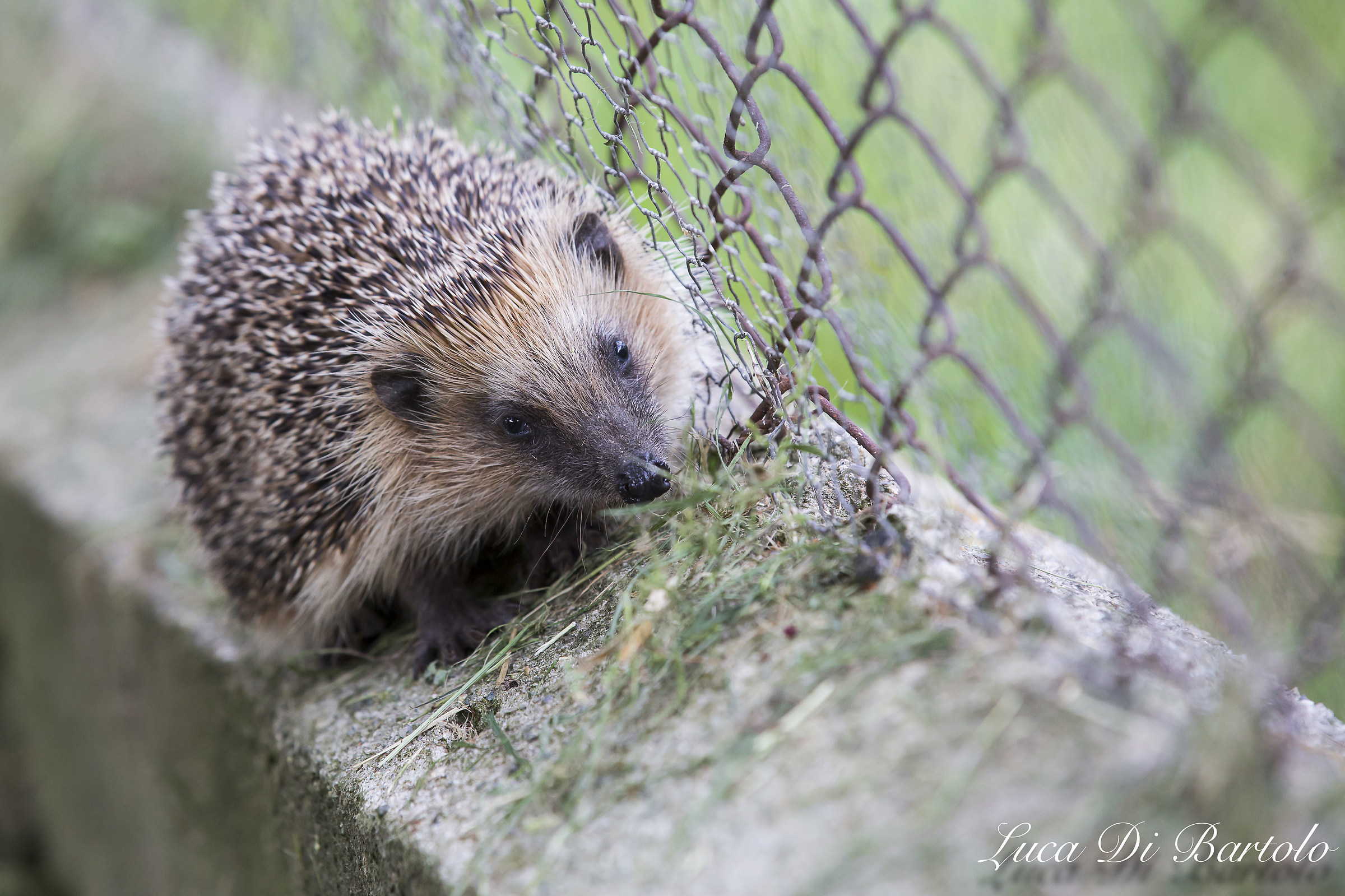 Hedgehog...