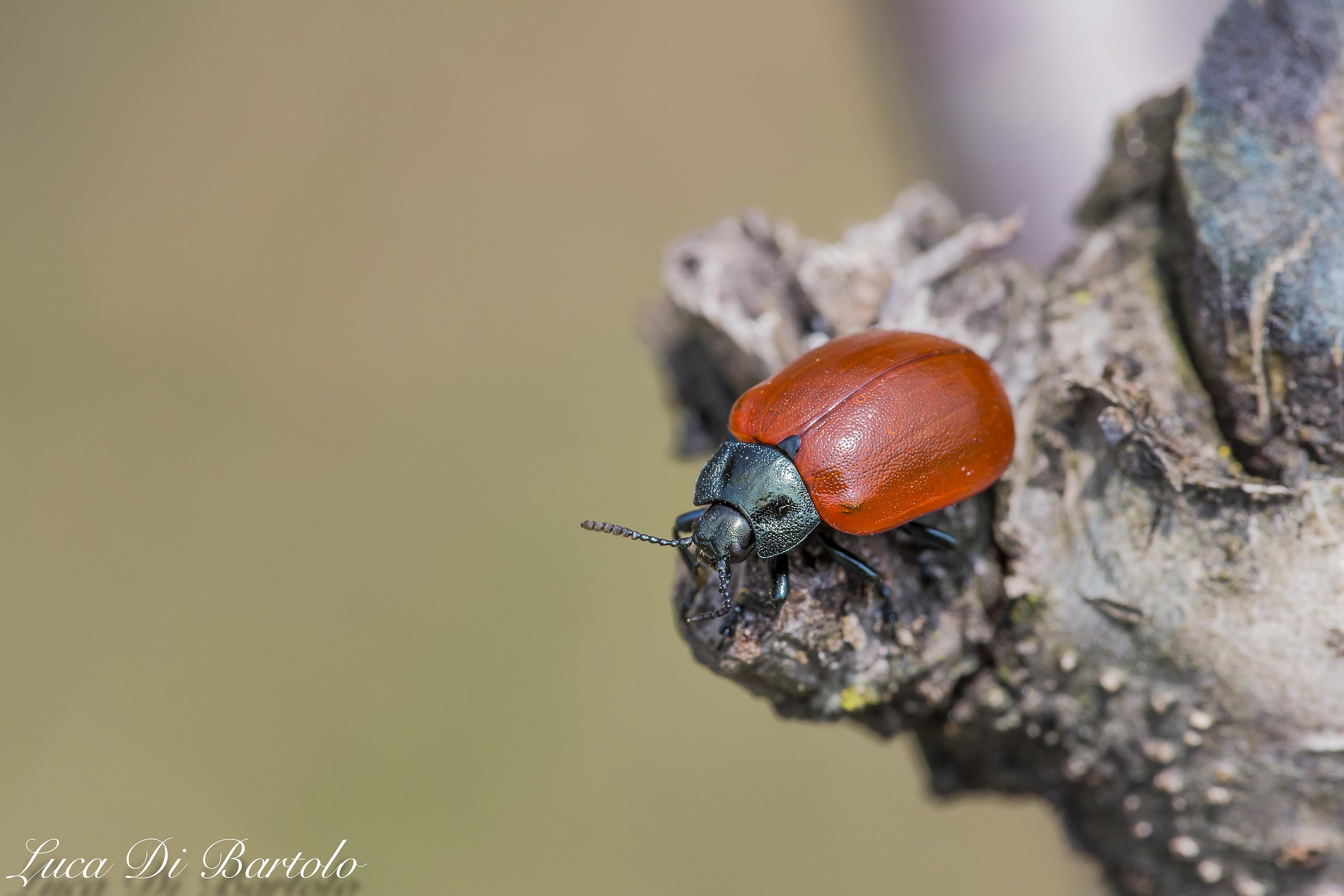 The Poplar beetle...