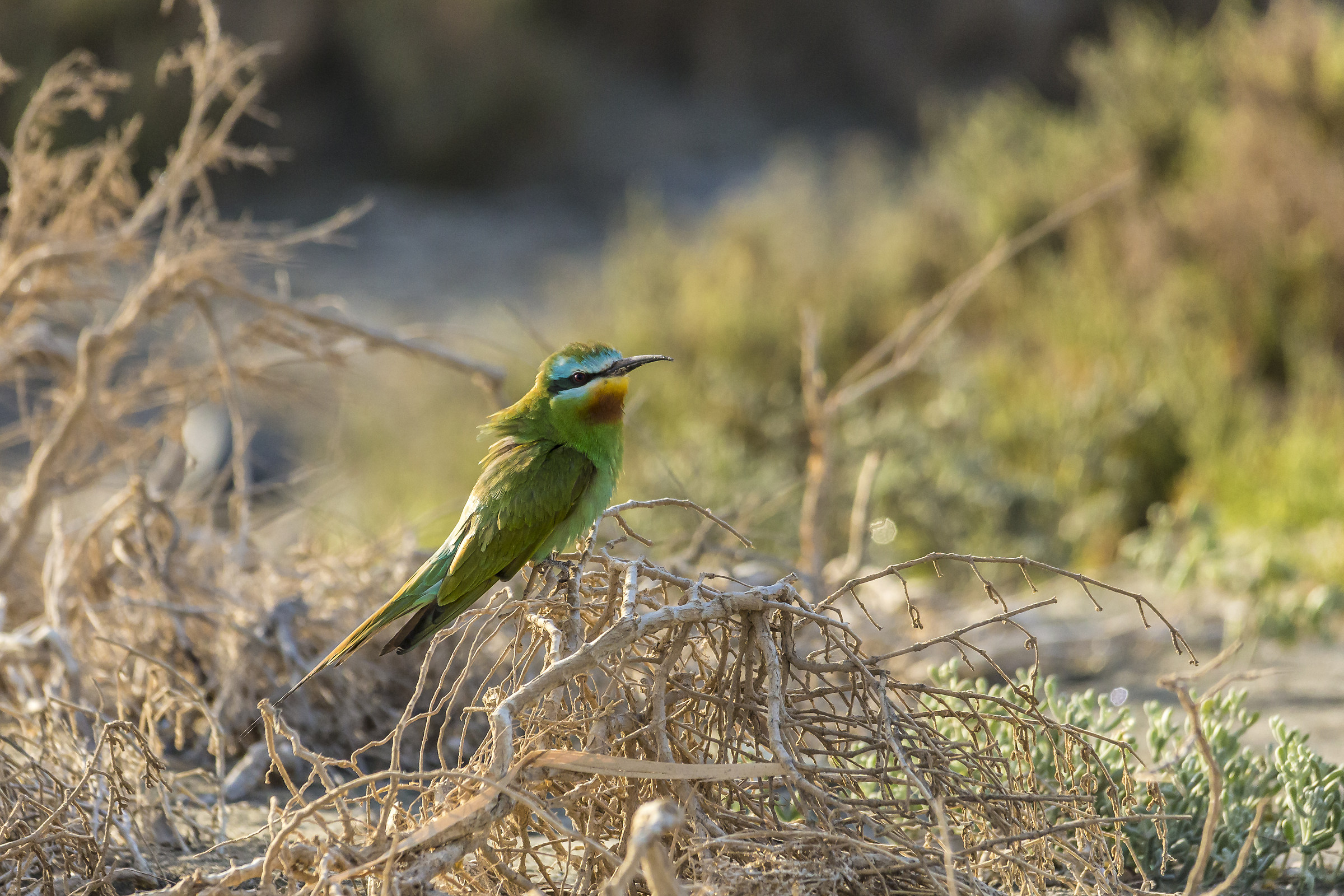 a bee-eater ... different!...