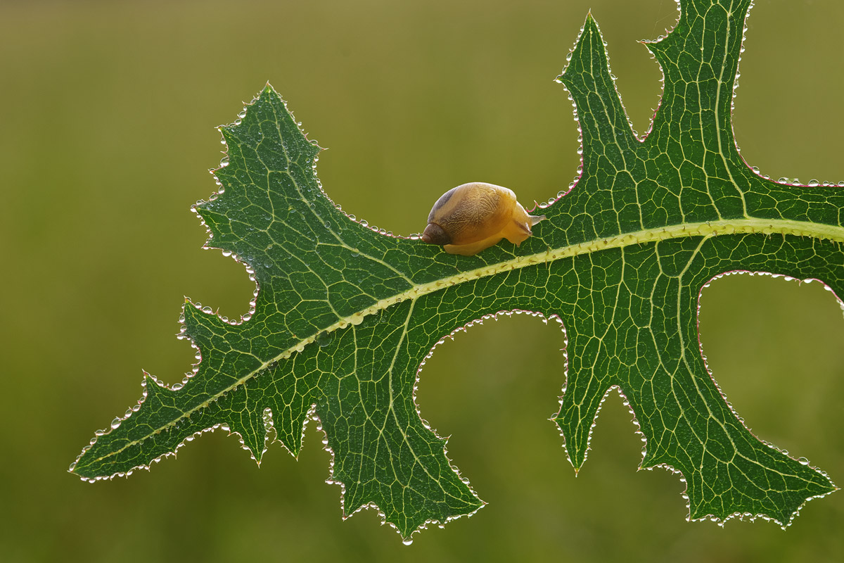 Pearls of dew...