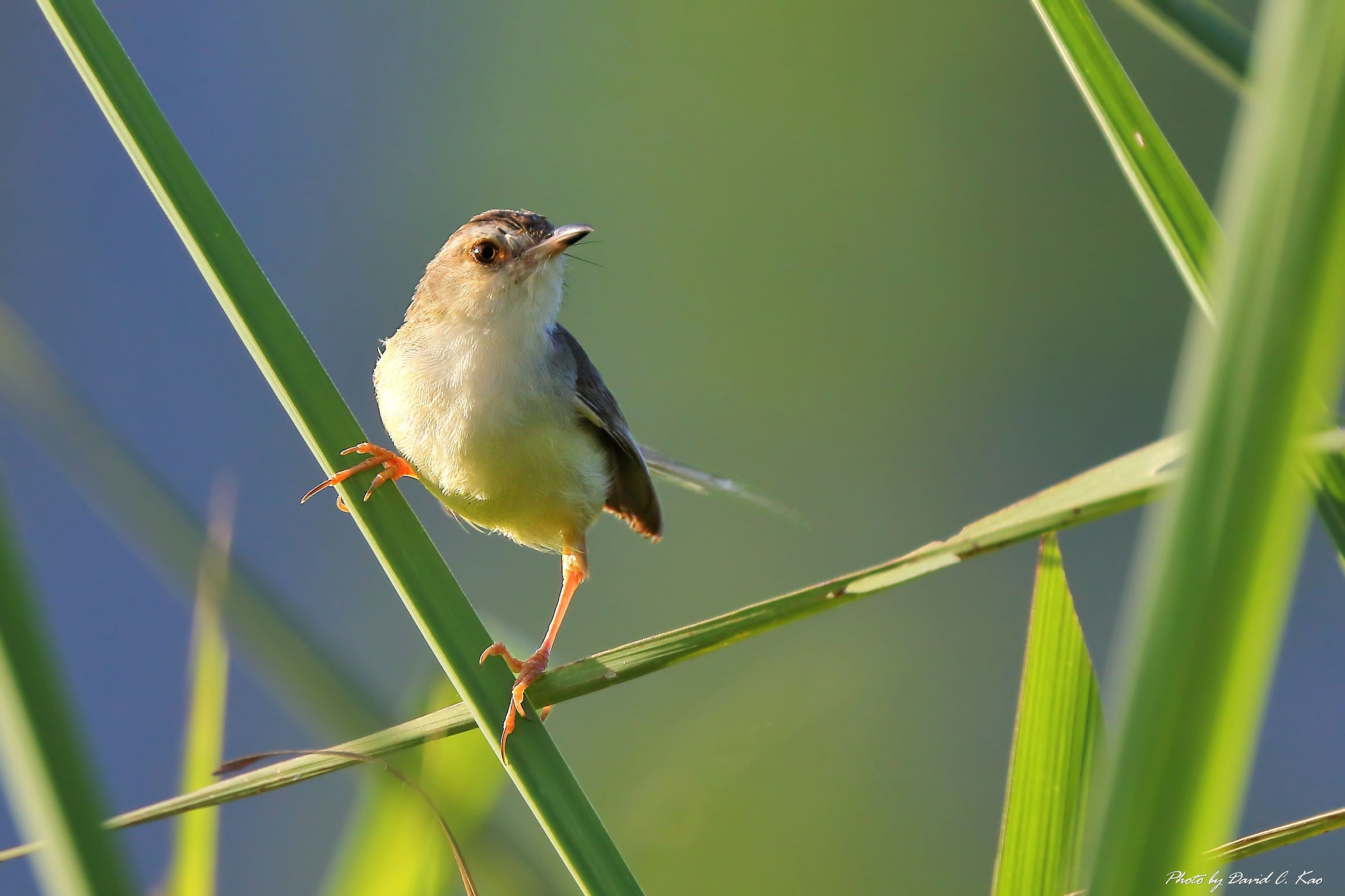 Tawny Prinia...