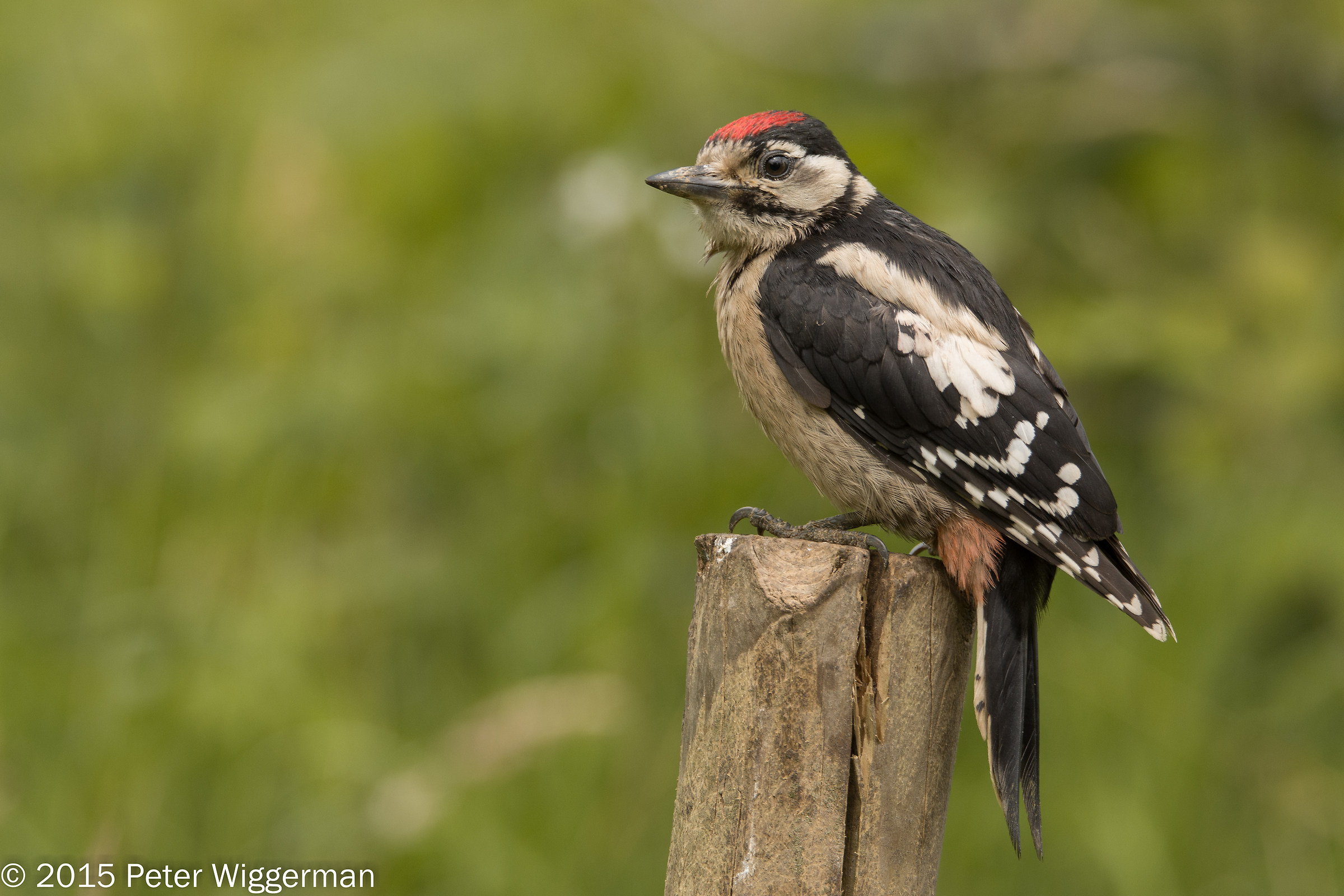 Great Spotted Woodpecker - II...