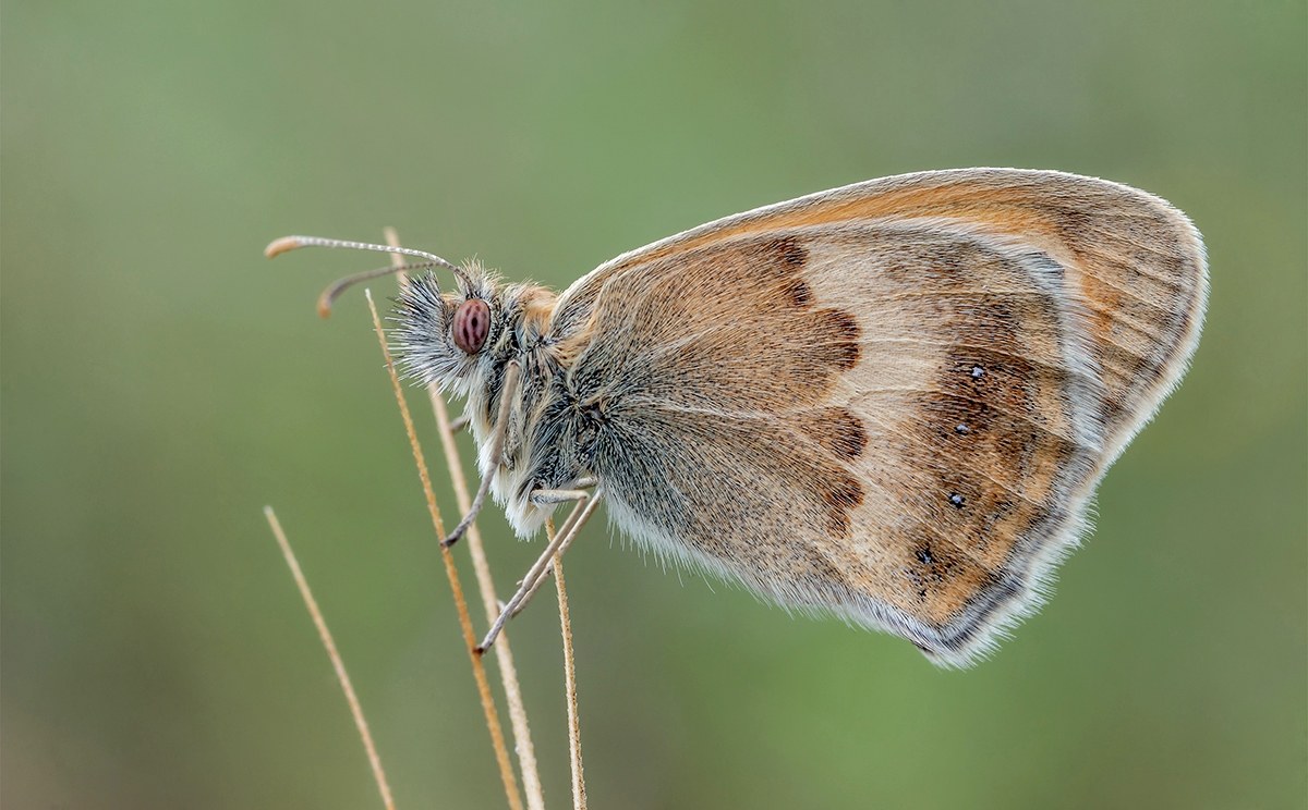 Coenonympha Pamphilus......