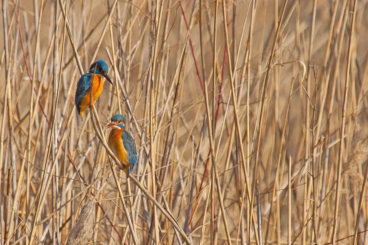couple kingfisher...