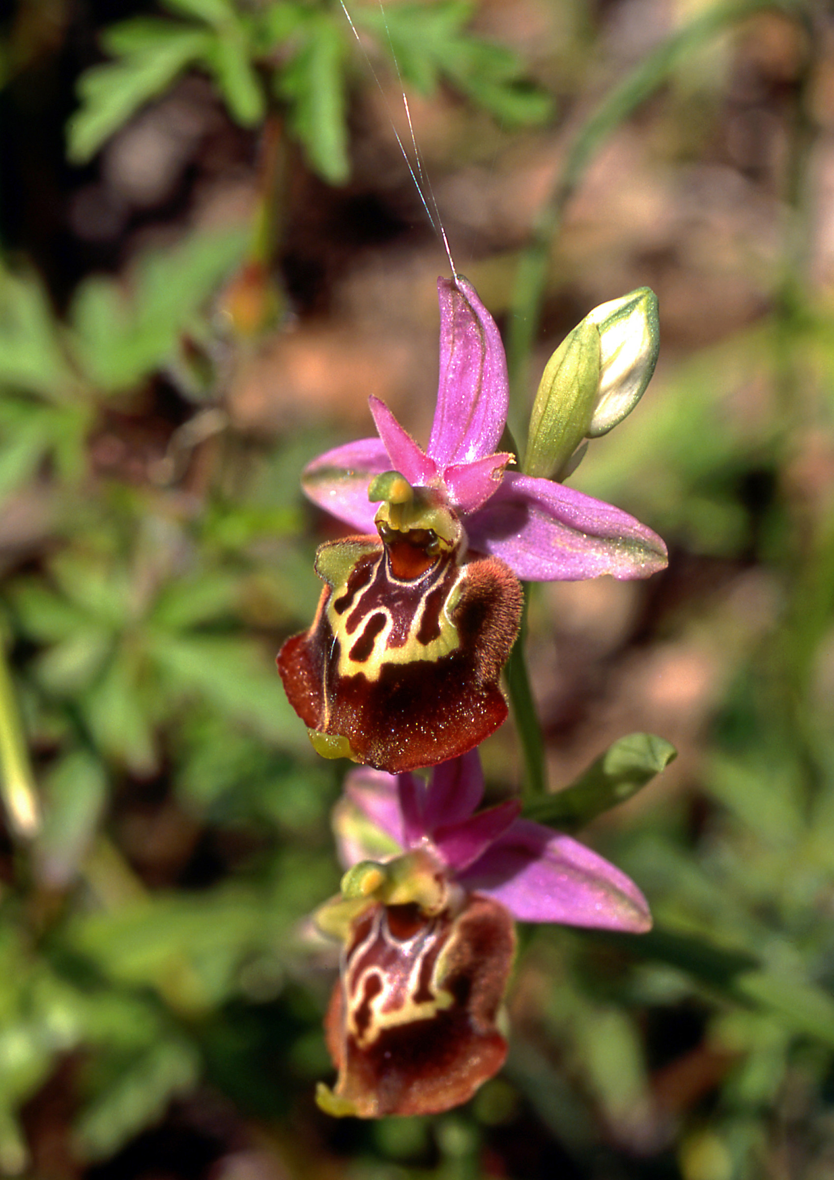 Ophrys sp....
