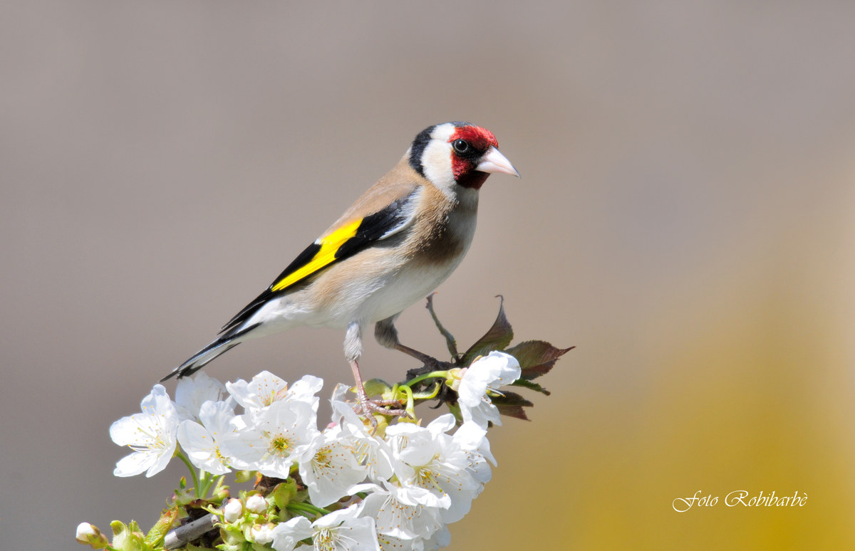 Goldfinch ......