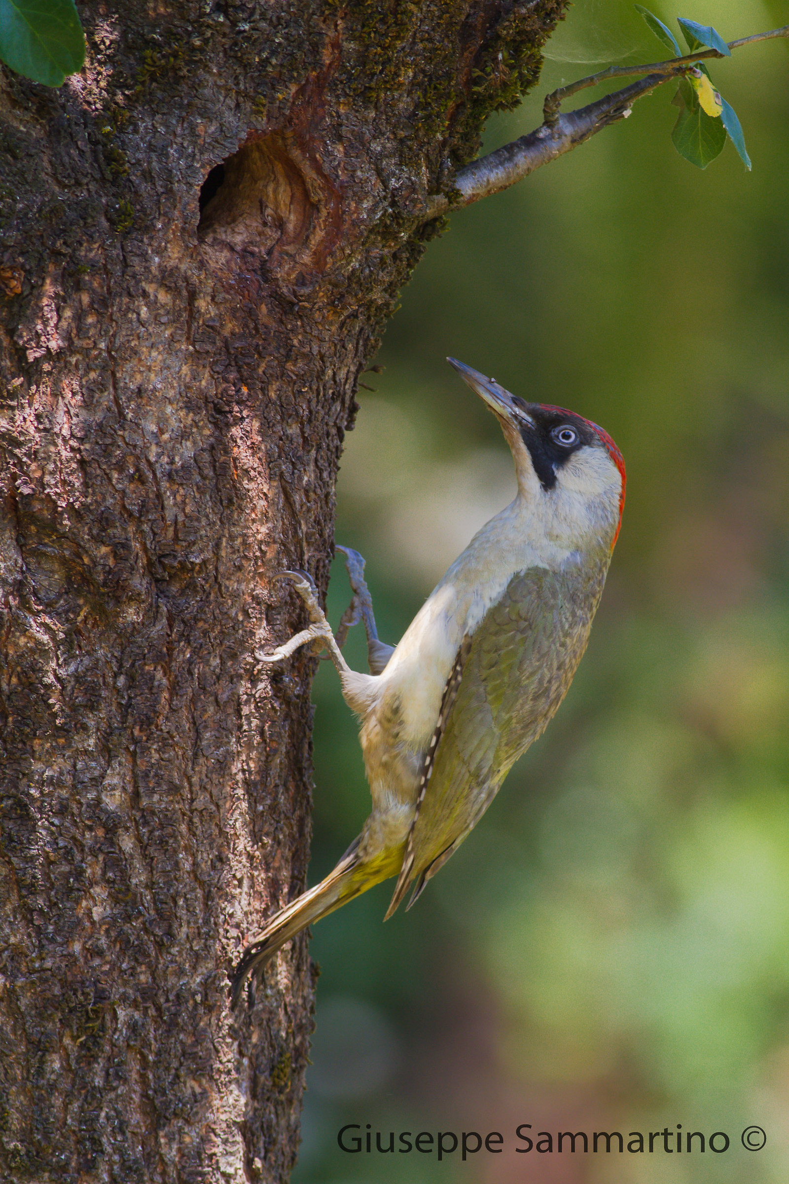 Green Woodpecker female...