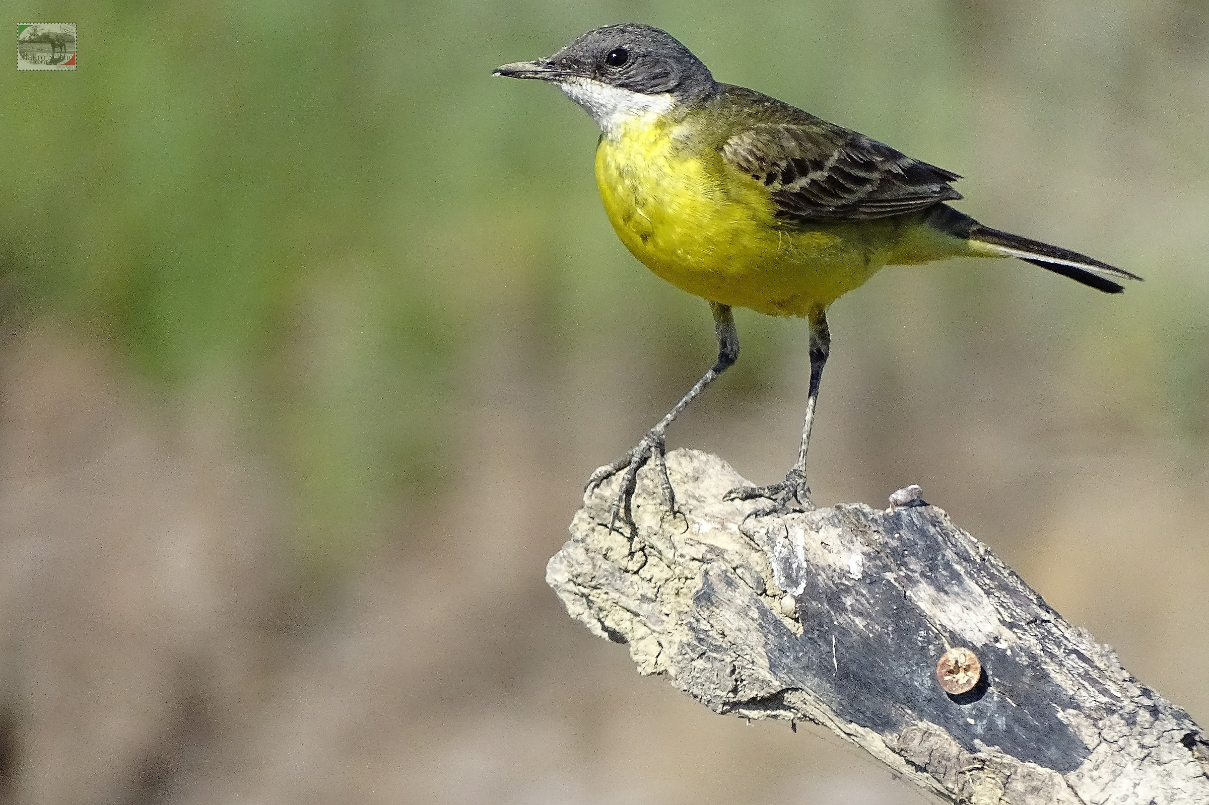 Wagtail...