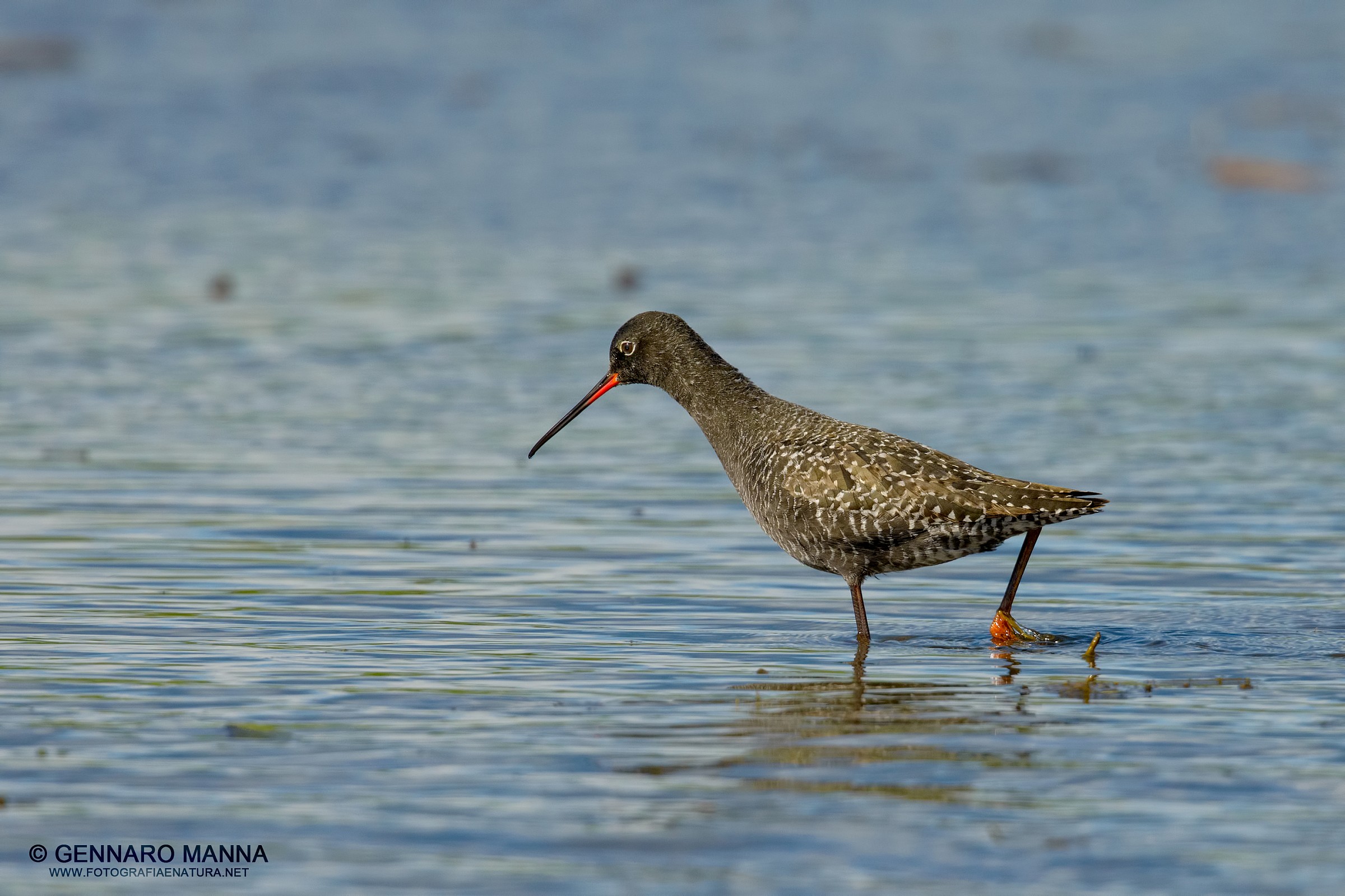 Spotted Redshank...