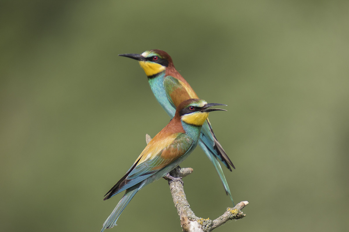 Bee-eaters...