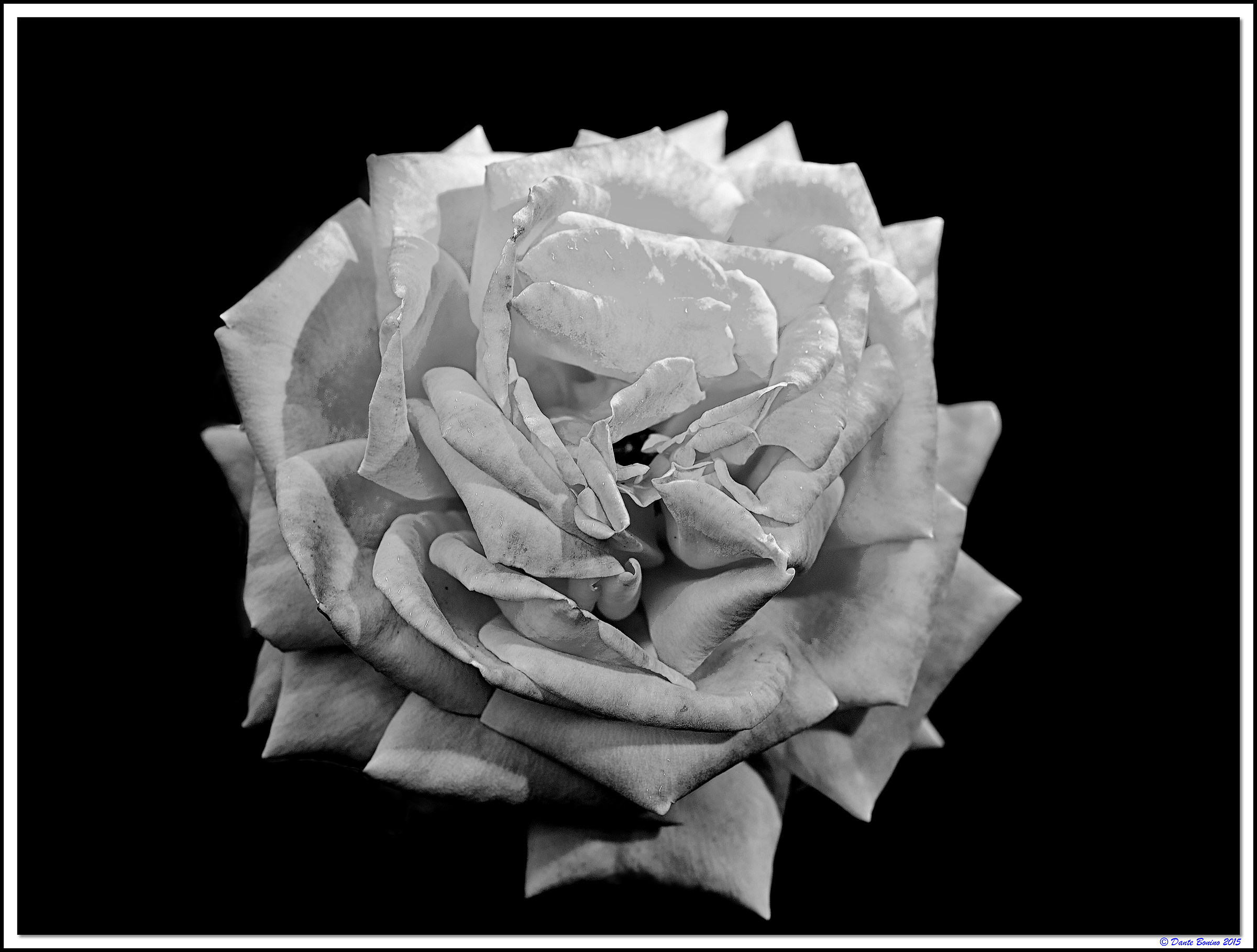 Rosa bianca...