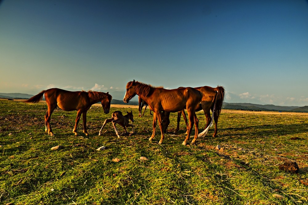 Circle of life.....New pony arrives as family welcomes...