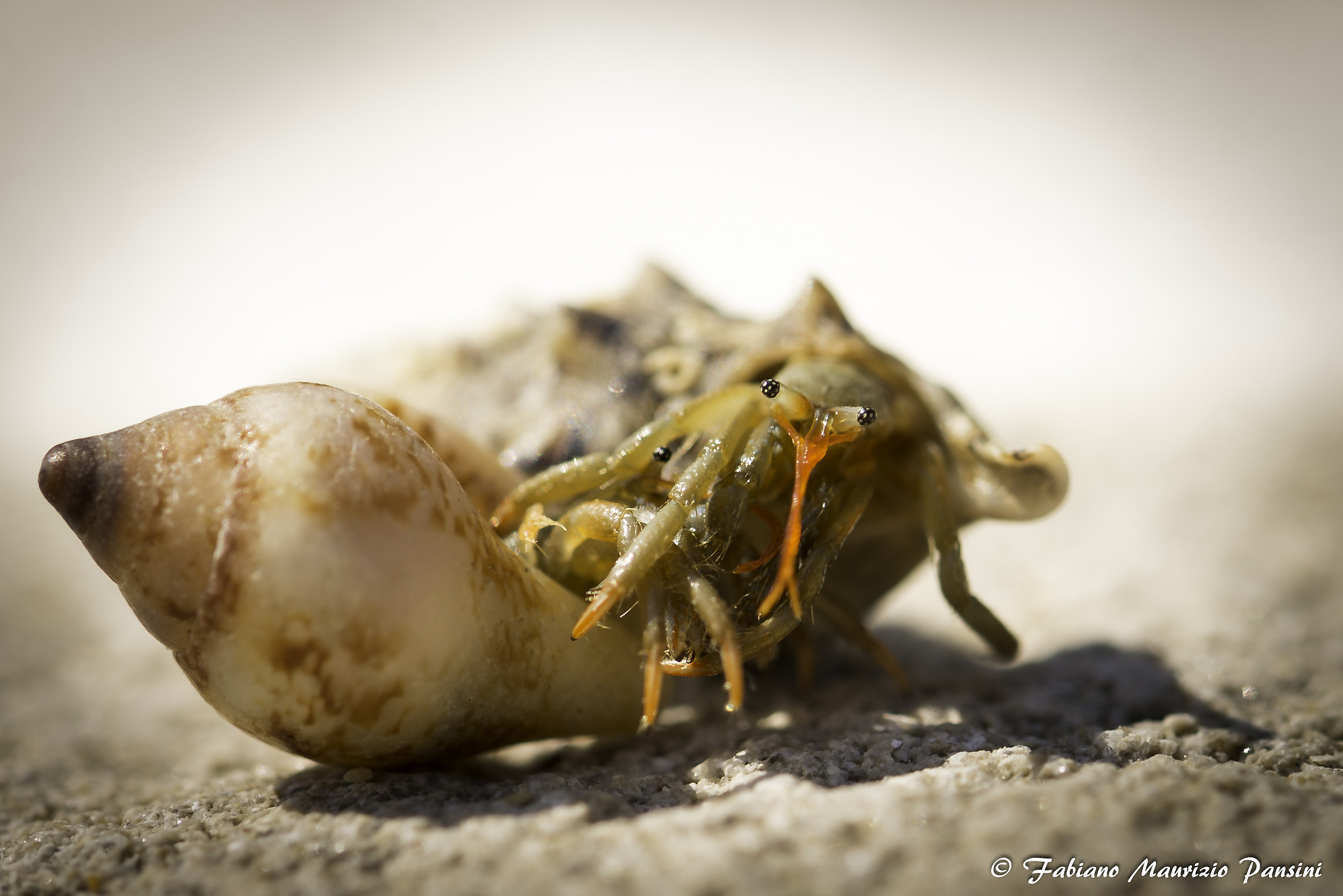Fight between hermit crabs...
