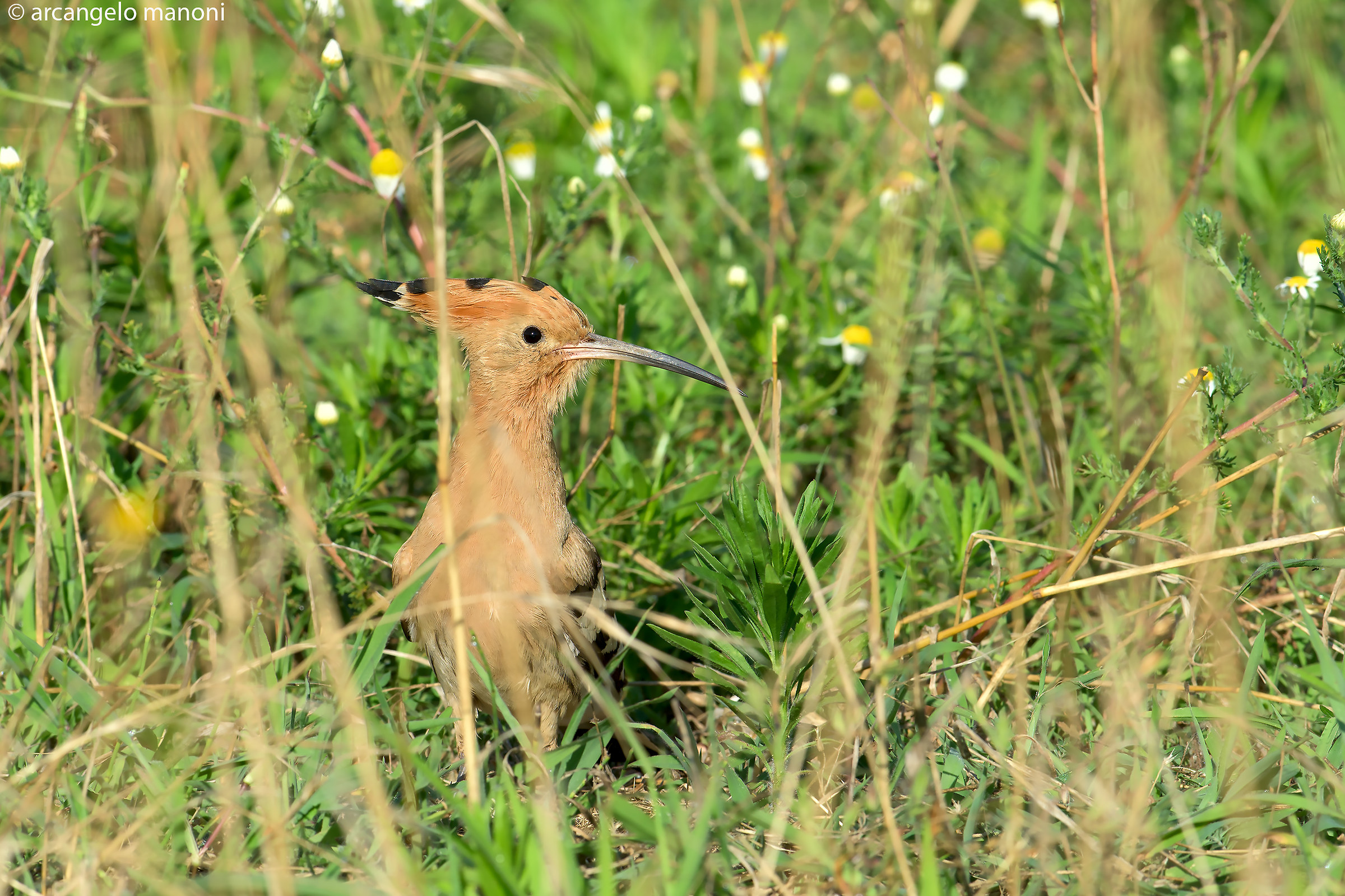 Hoopoe environment...