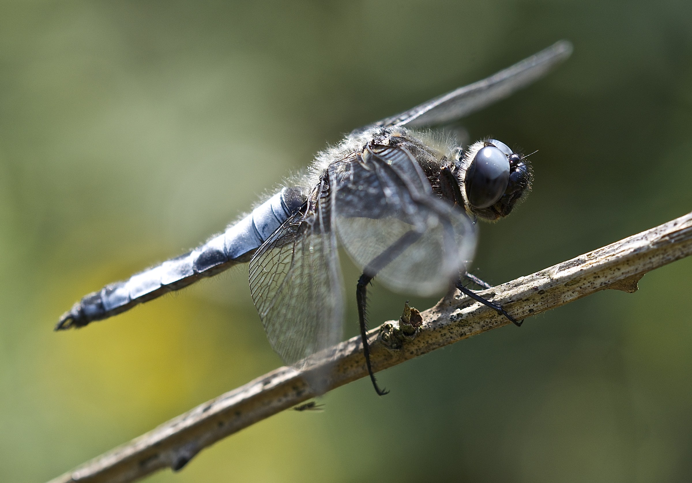 Blue dragonfly...