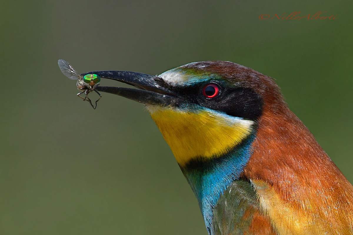 Bee-eater with insect 2015...