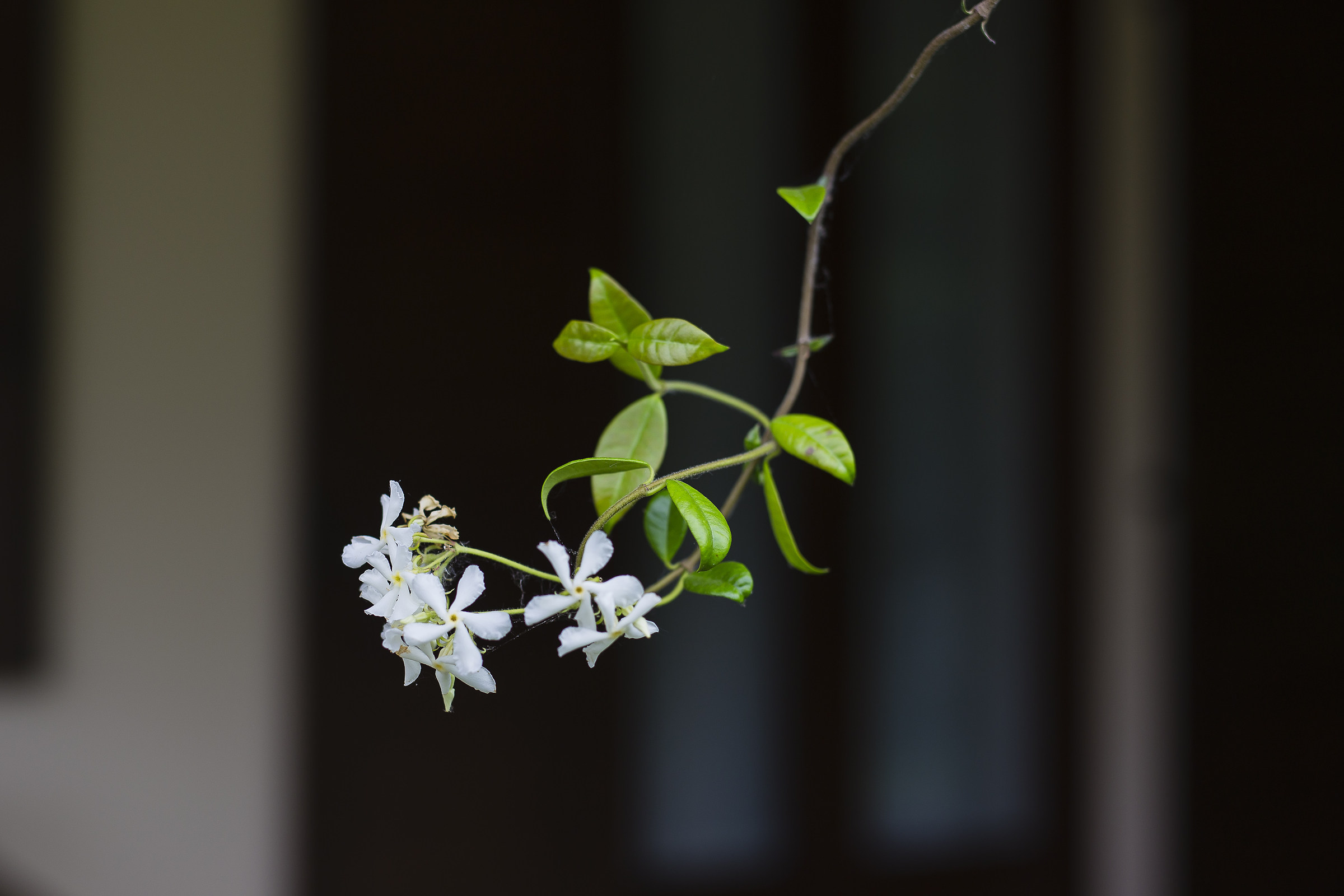 Jasmine flower...